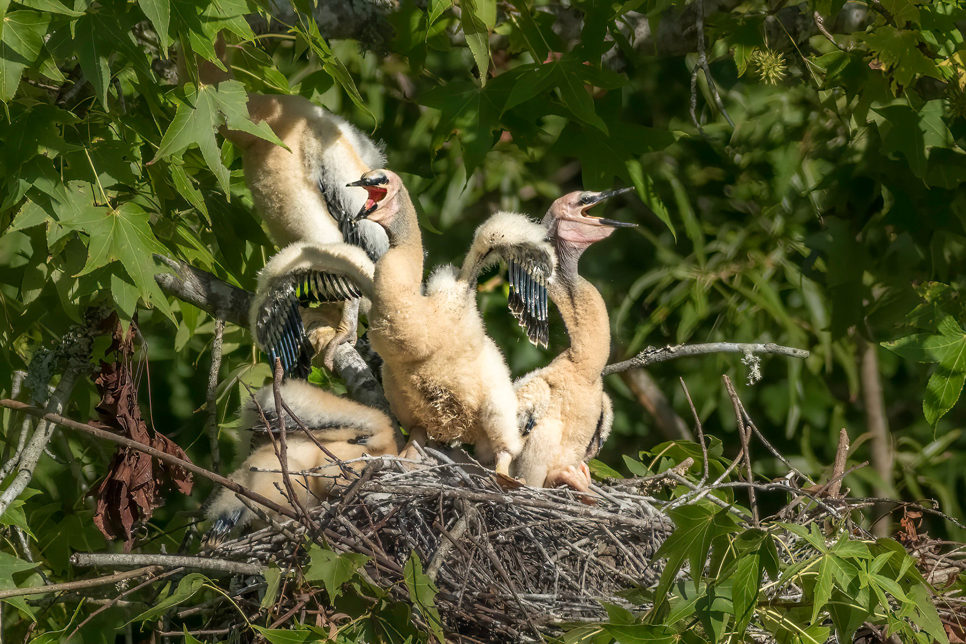 Anhinga nest 12, Sea Trail, Week of July 18, Nest 1