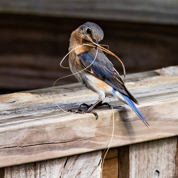 Female Eastern Bluebird 11, OIB