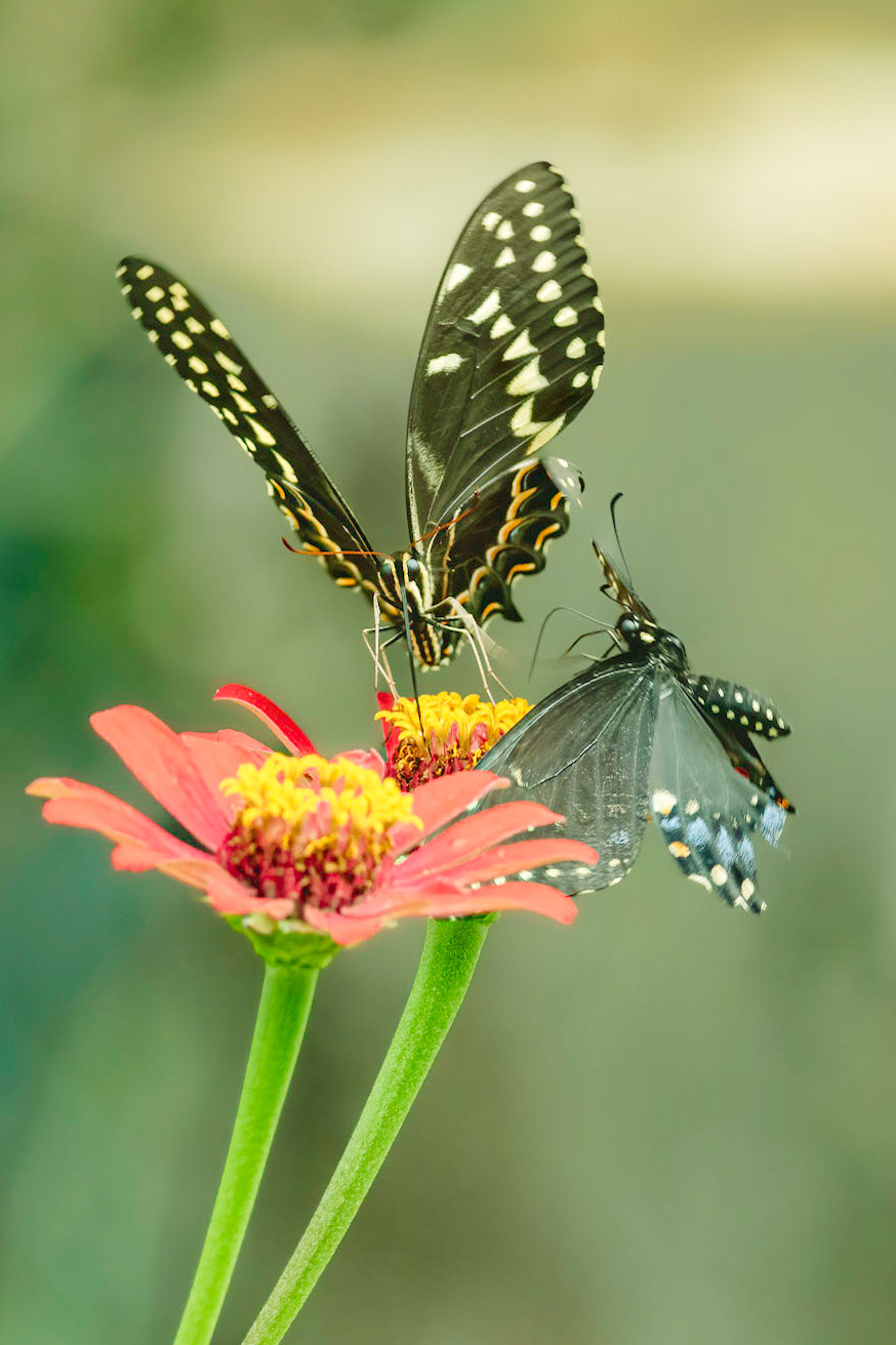 Black swallowtail kicked by palamedes 2, Brunswick County Botanical Gardens