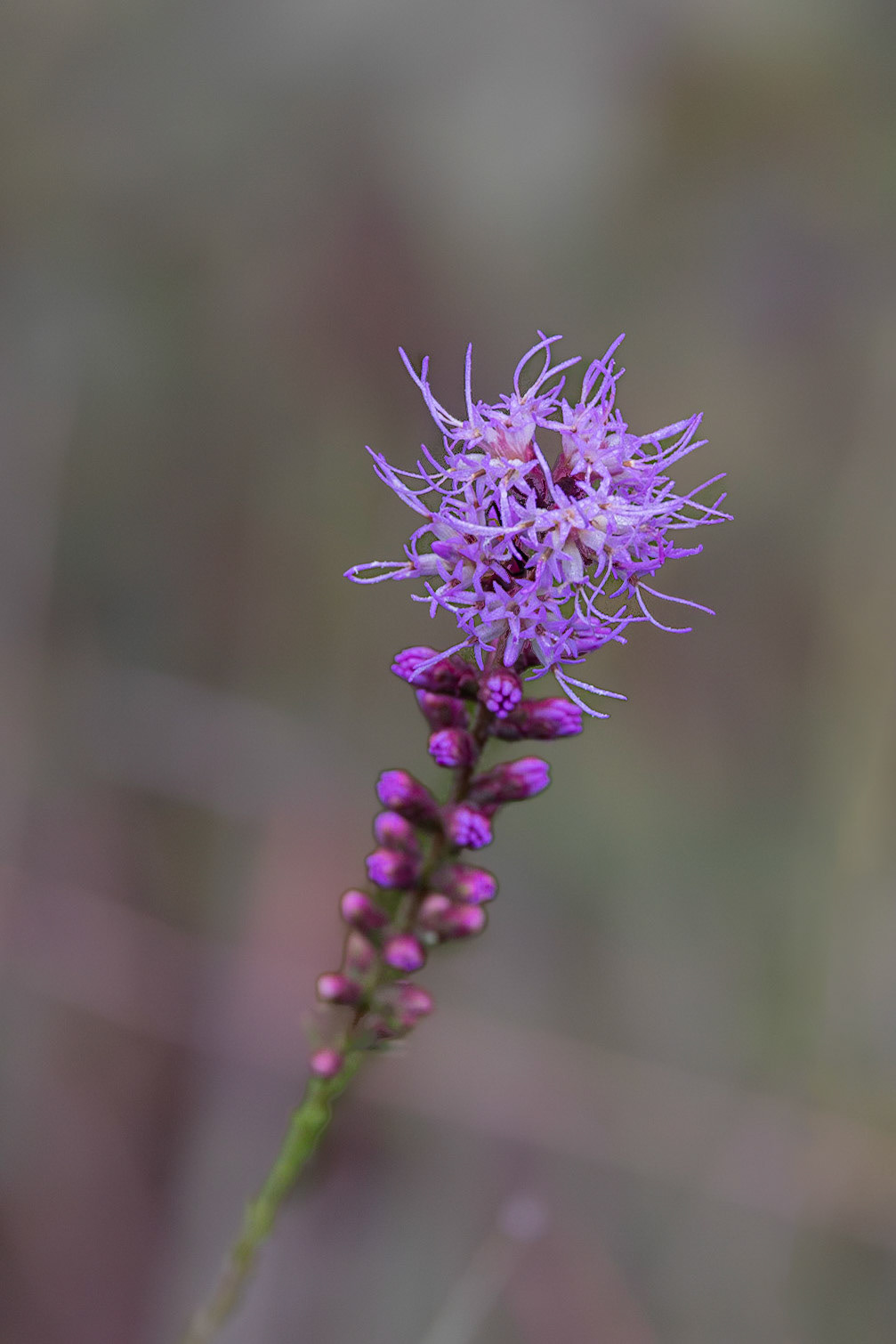 Dense blazing star 3, Green swamp area, Green swamp area