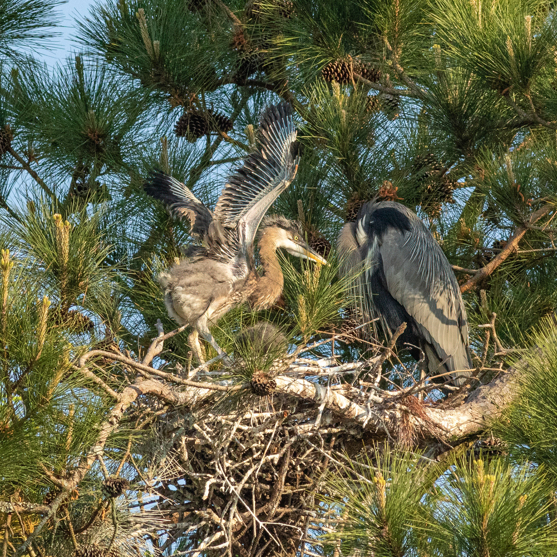 Rookery 5, Sea Trail
