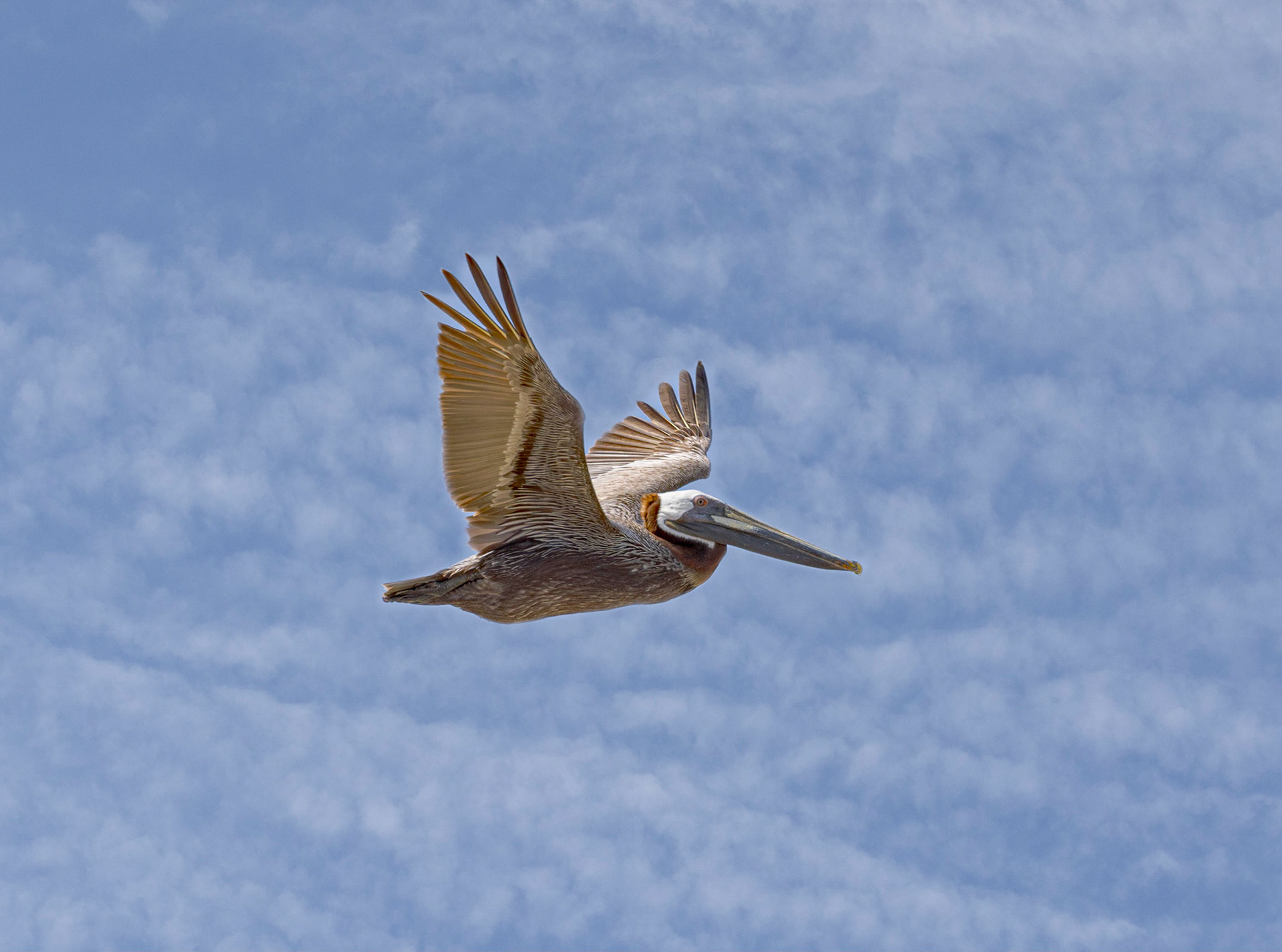 Pelicans 60, OIB east end