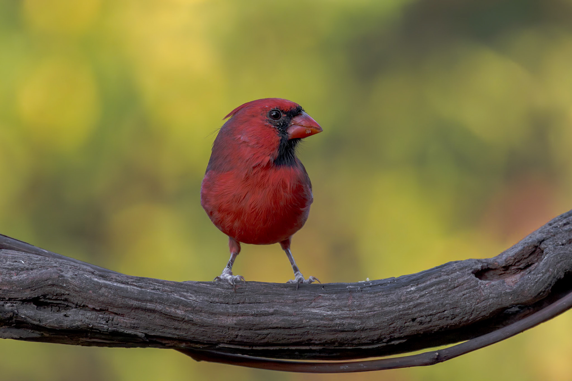 Male cardinal 7, The Nut House, Clemson, SC