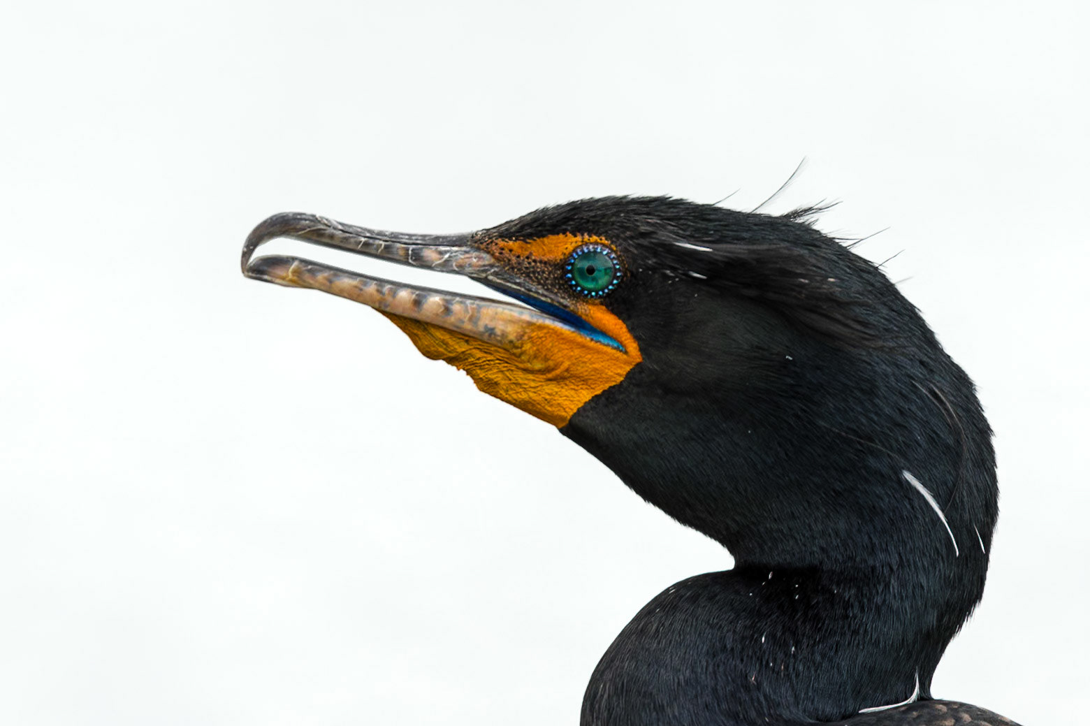 Cormorant 19, Huntington Beach State Park, SC
