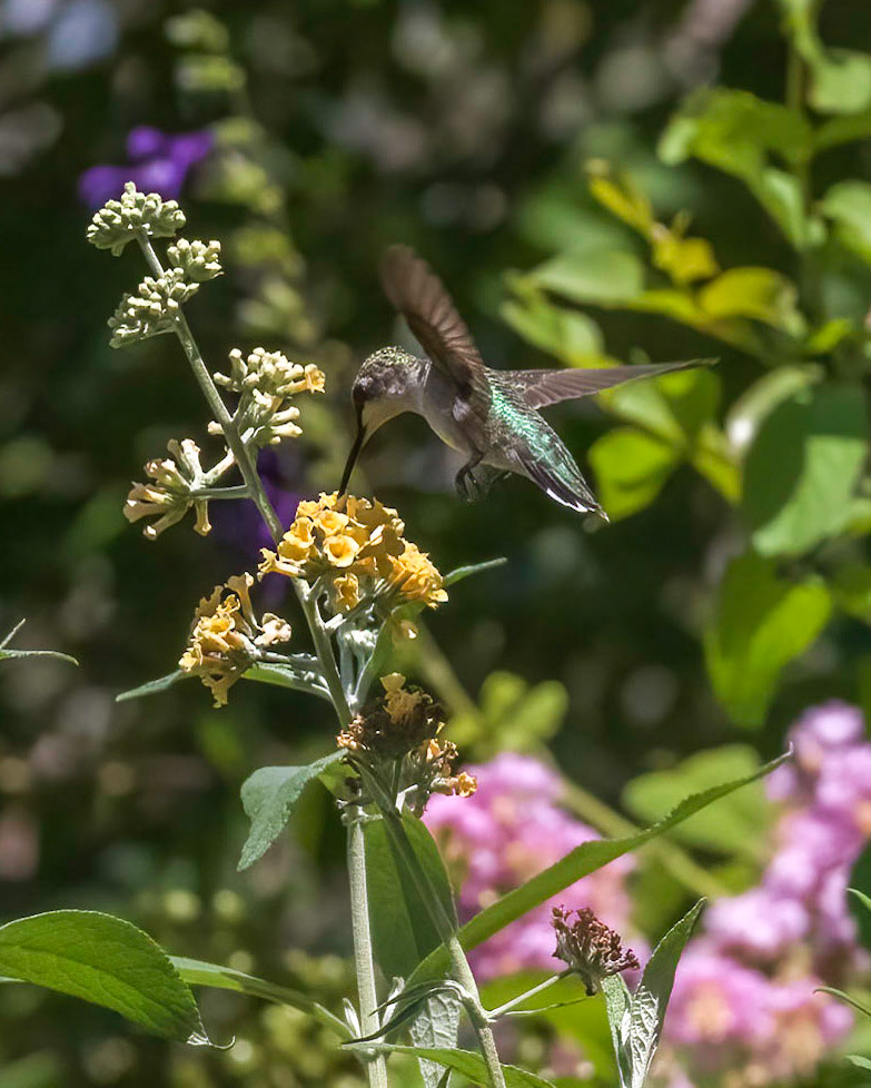 Hummingbird 9, Brunswick County Botanical Gardens