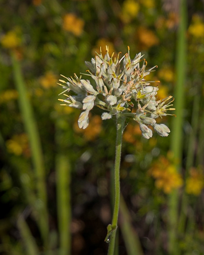 Carolina redroot 5, Green Swamp Preserve