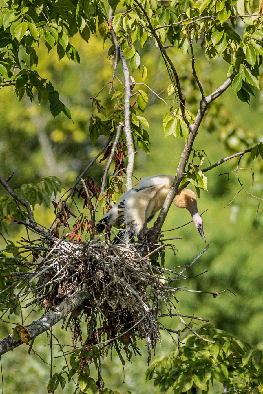 Anhinga nest 34, Sea Trail, Week of August 1, Nest 2
