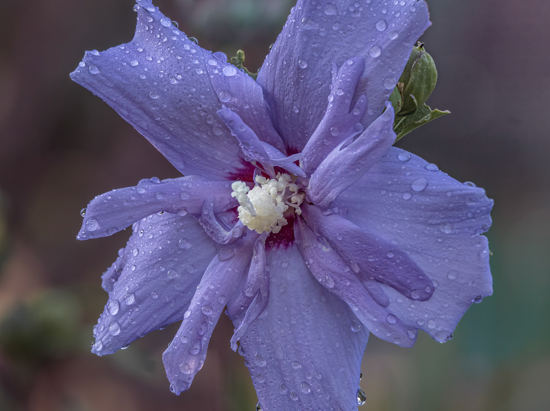 Rose of Sharon 5, Brunswick County Botanical garden