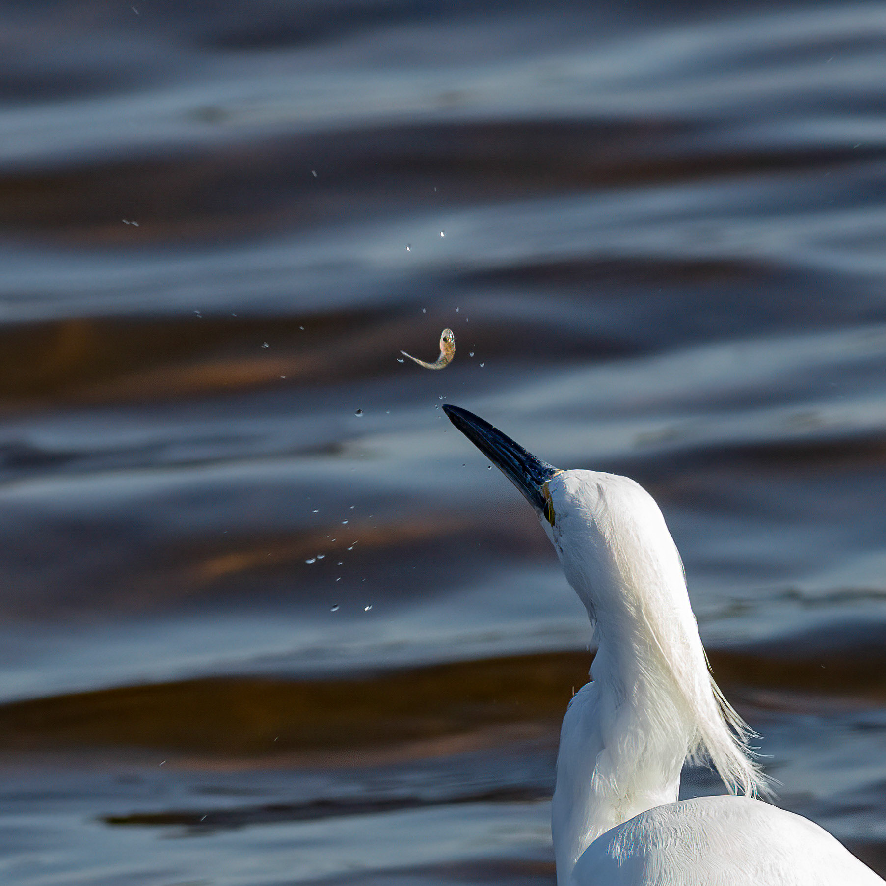 Snowy egret 12, Huntington Beach SC