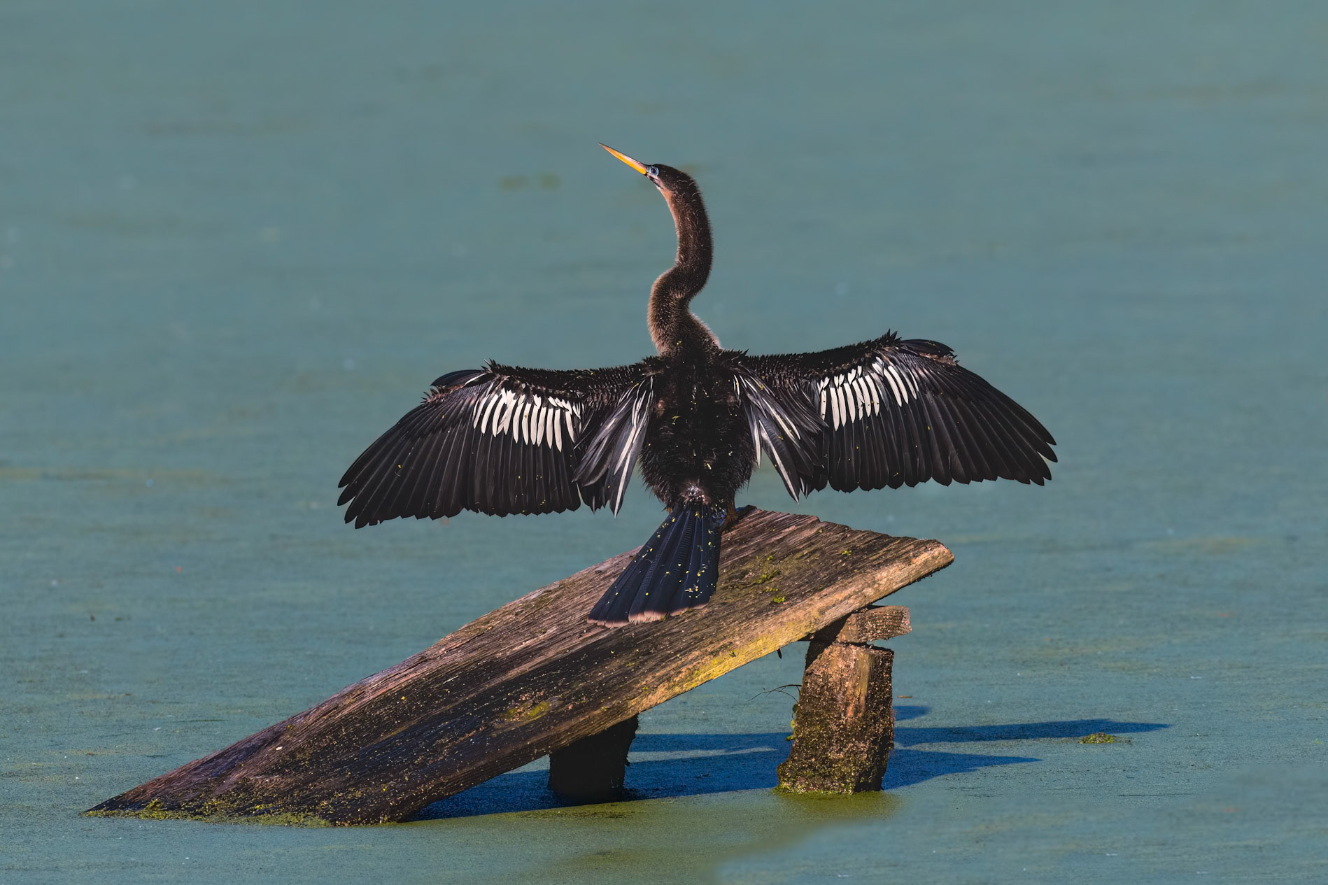 Anhinga 24, Magnolia Plantation and Gardens, SCAIR 40