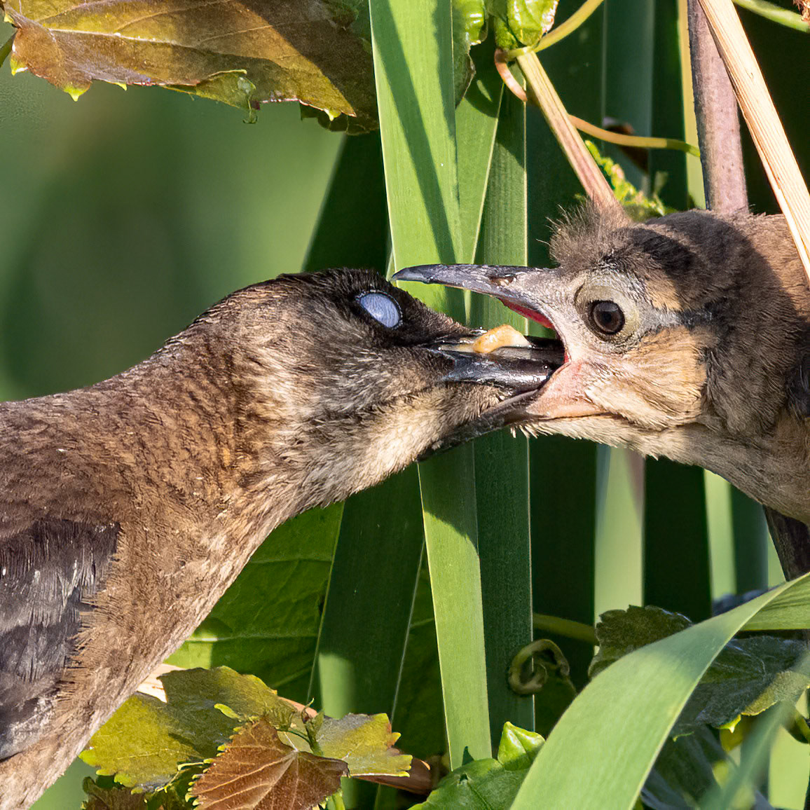 Boat tailed grackles 2, Carl Bazemore bird walk
