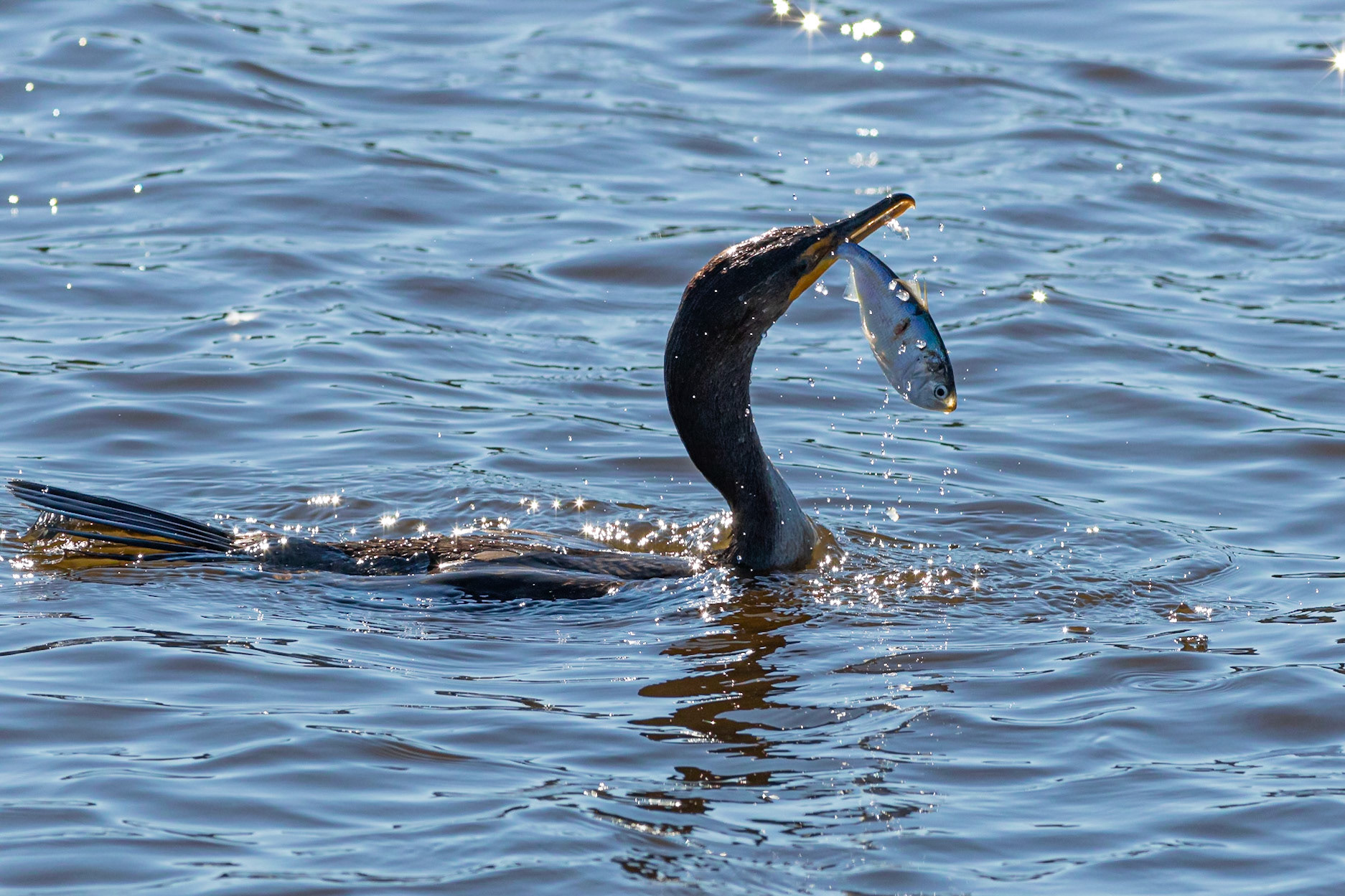 Cormorant 5, Huntington Beach SC