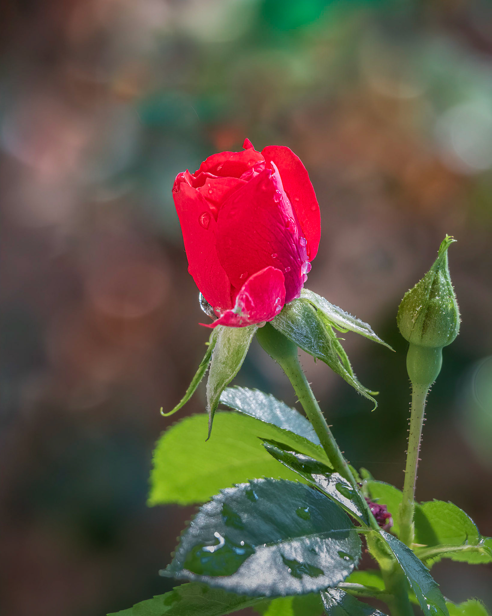 Rose bud 4, Brunswick County Botanical Gardens