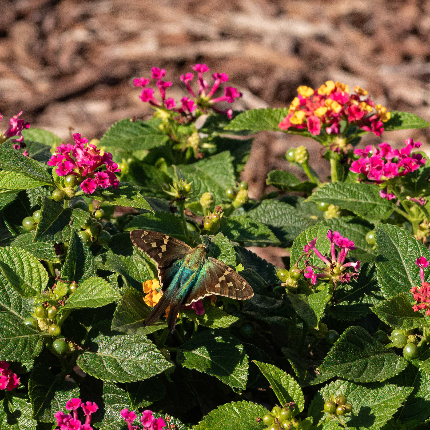 Long-tailed Skipper 1, OIB east end