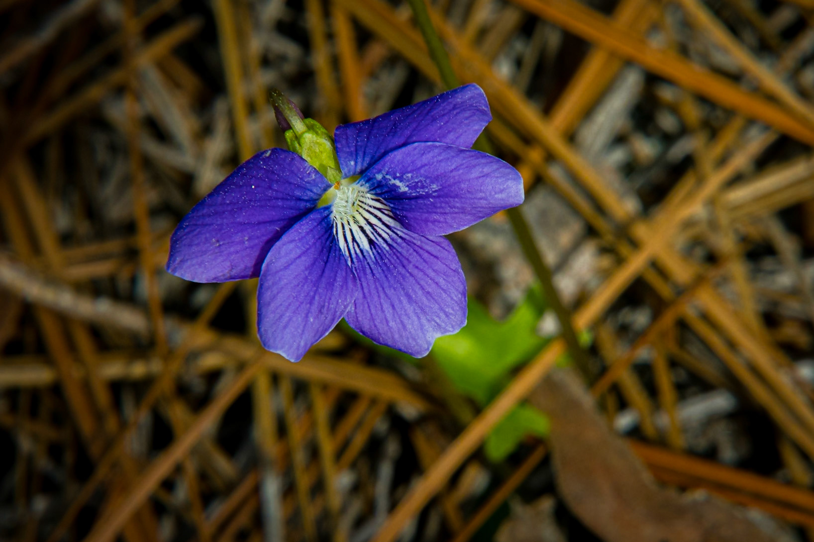 Arrowleaf violet 1, Green Swamp Preserve