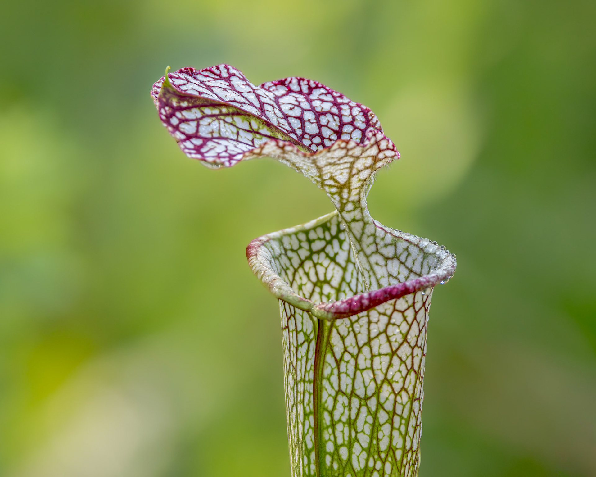 Crimson/white pitcherplant 3, Piney Ridge Nature Preserve