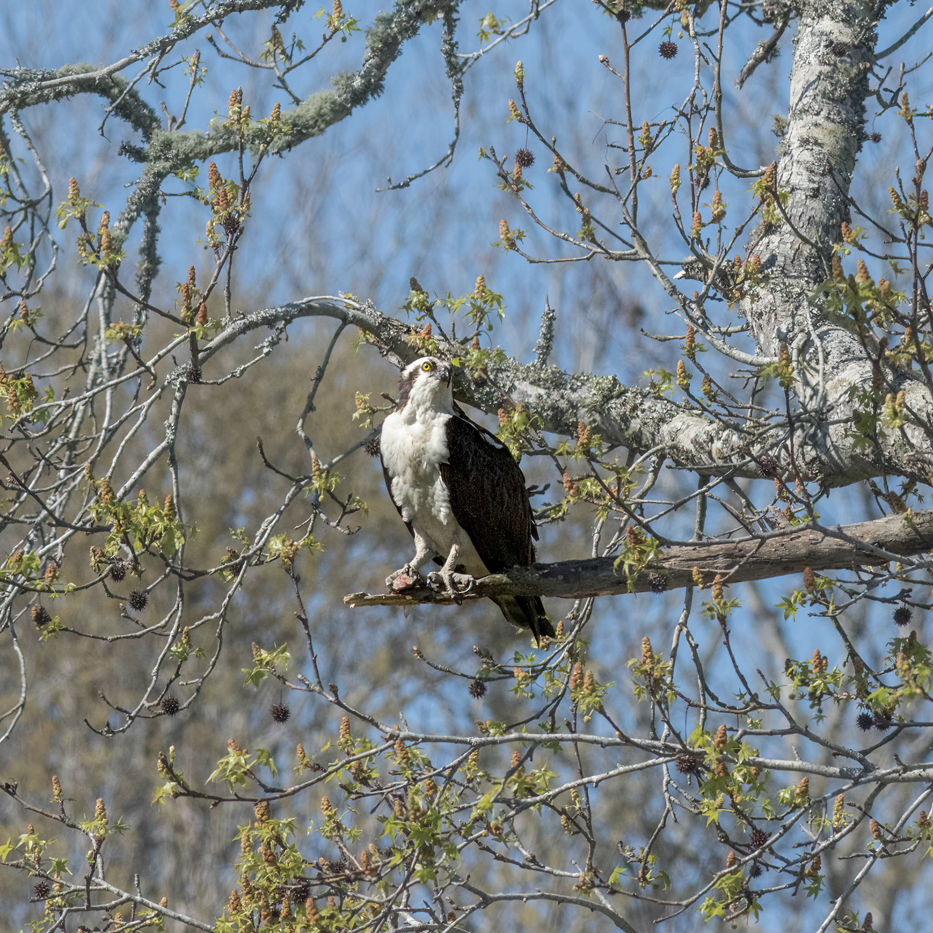 Osprey 76, platforms, Sea Trail
