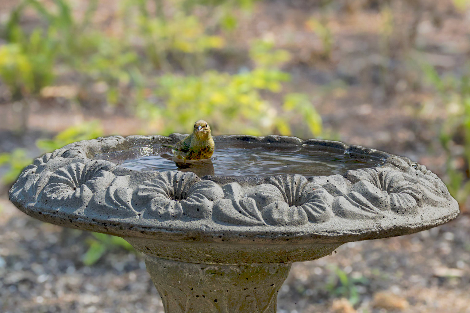 Female Painted Bunting 3, Huntingon Beach State Park, SC