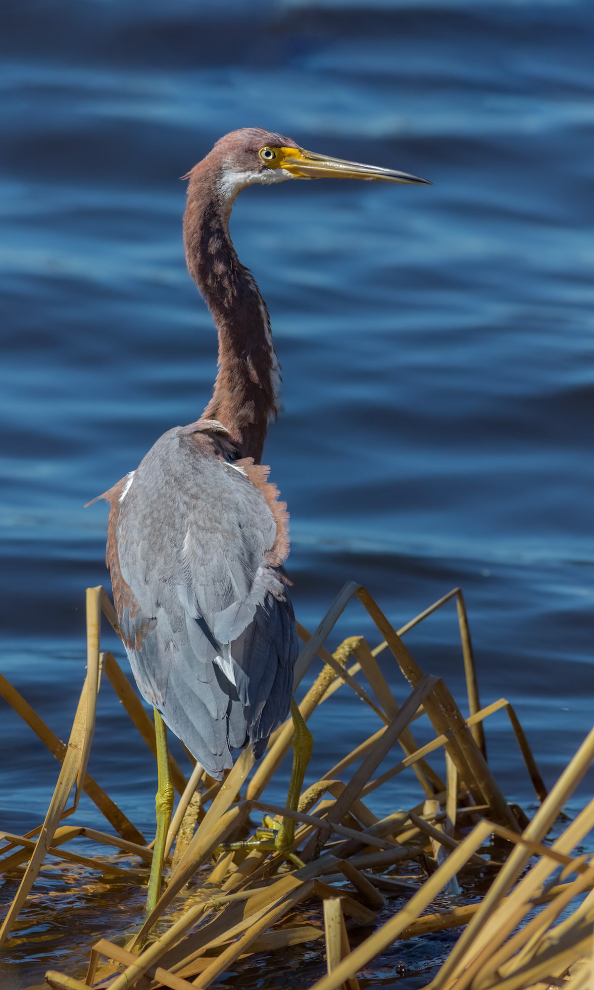 Tricolor heron 29, Magnolia Plantation and Gardens, Charleston, SC