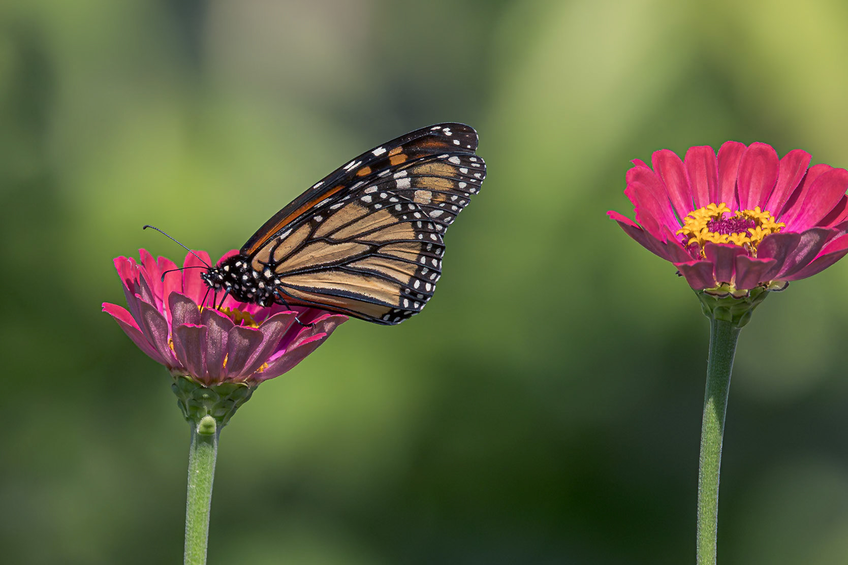 Monarch 9, Private home in Calabash, NC
