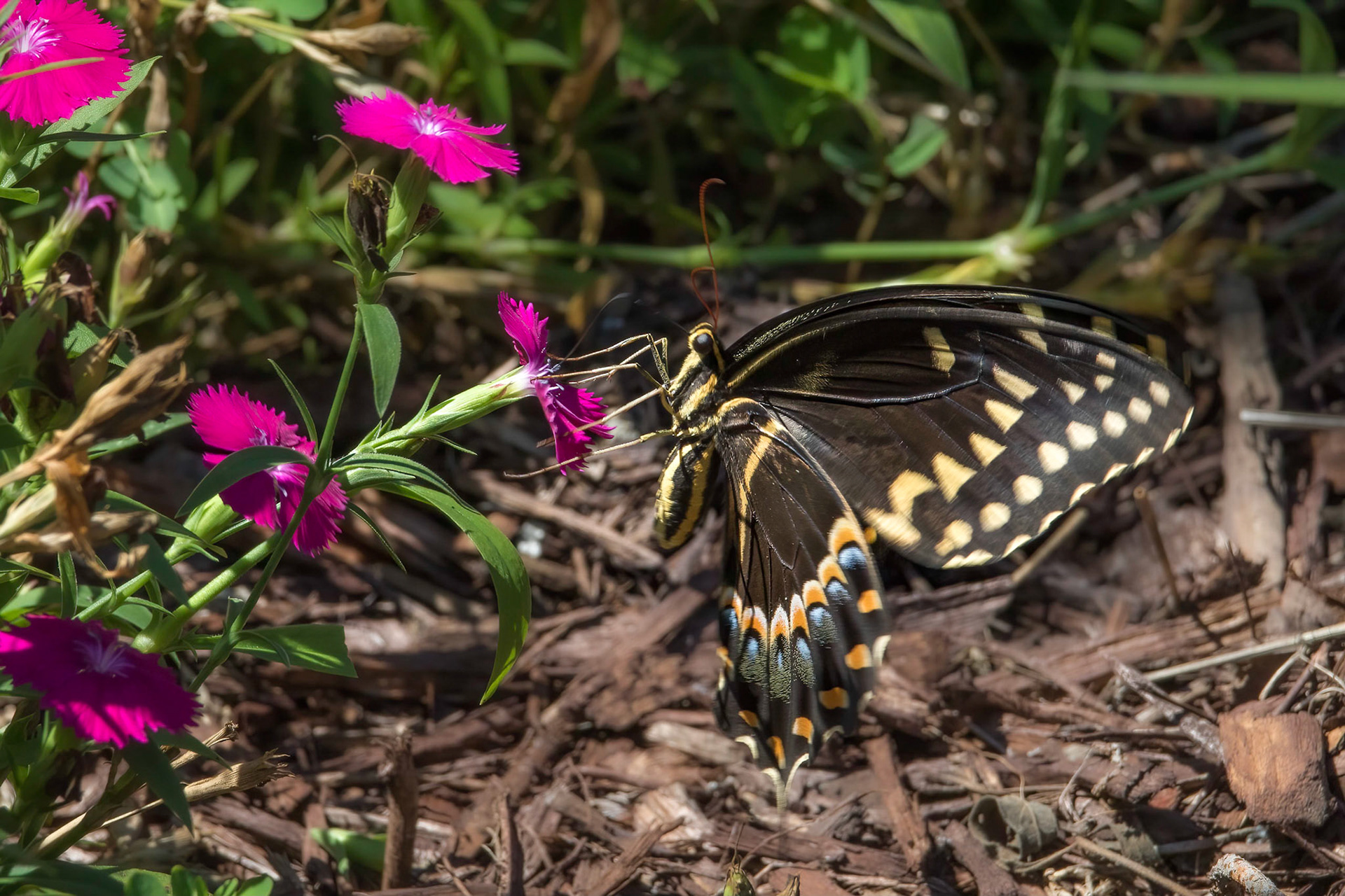 Palamedes swallowtail 2, Brunswick County Botanical Gardens