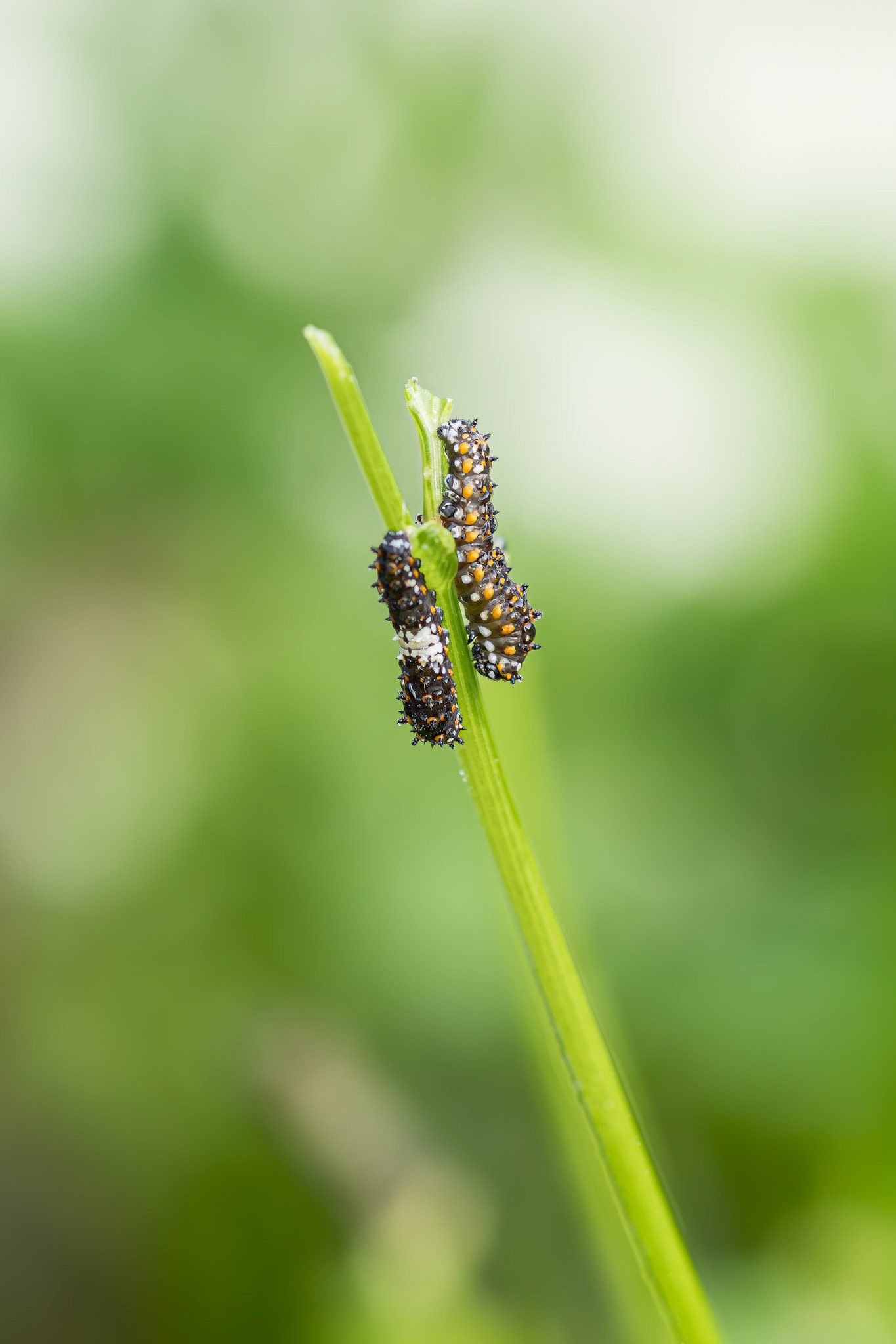 Black swallowtail caterpillar 3, Private home in Calabash, NC
