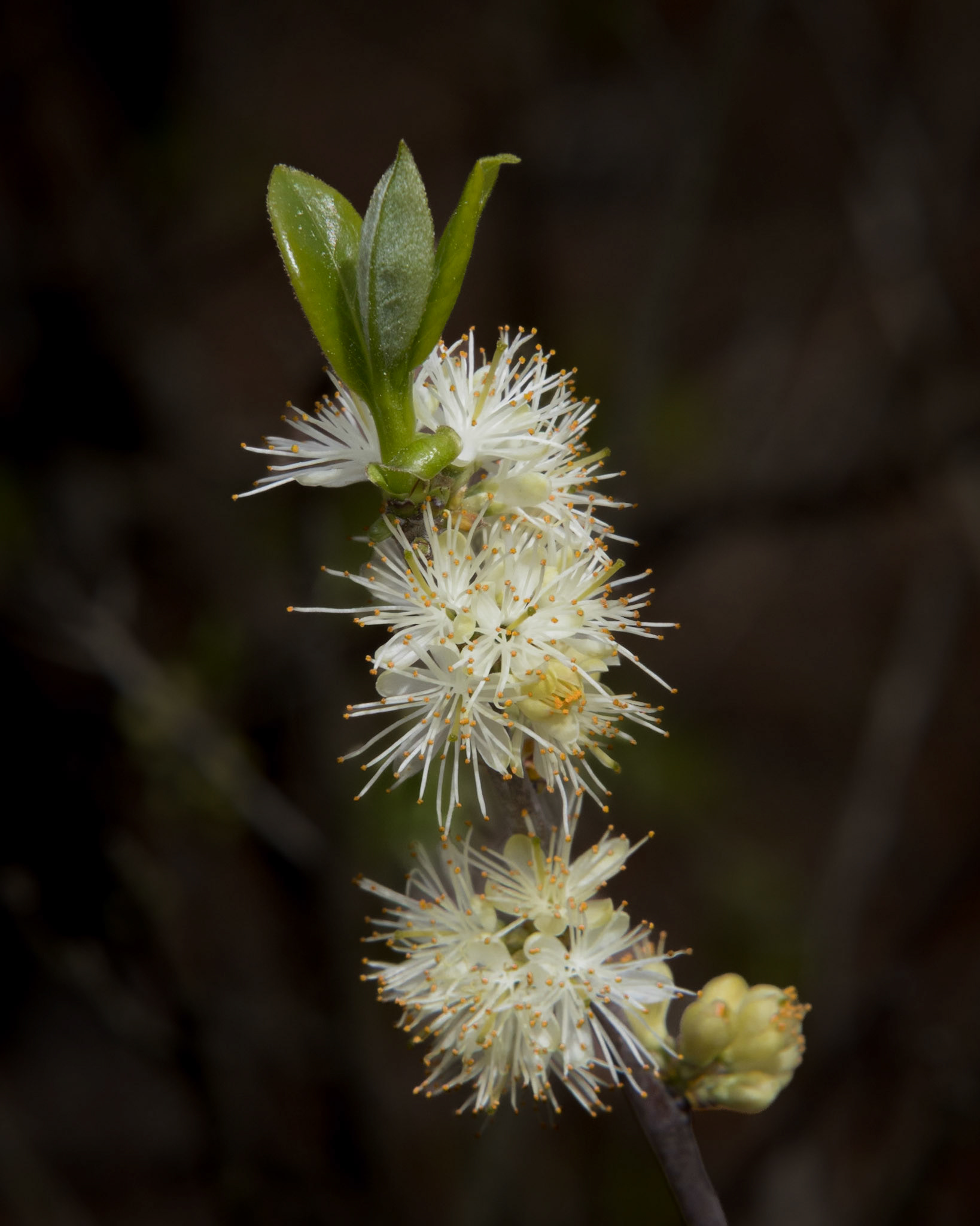 Horse sugar 1, Green Swamp Preserve