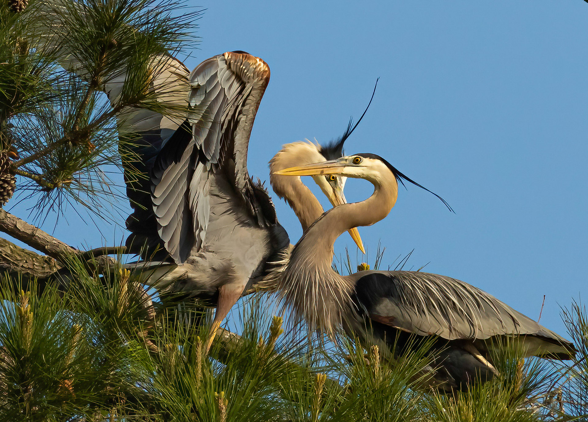 Rookery 2, Sea Trail