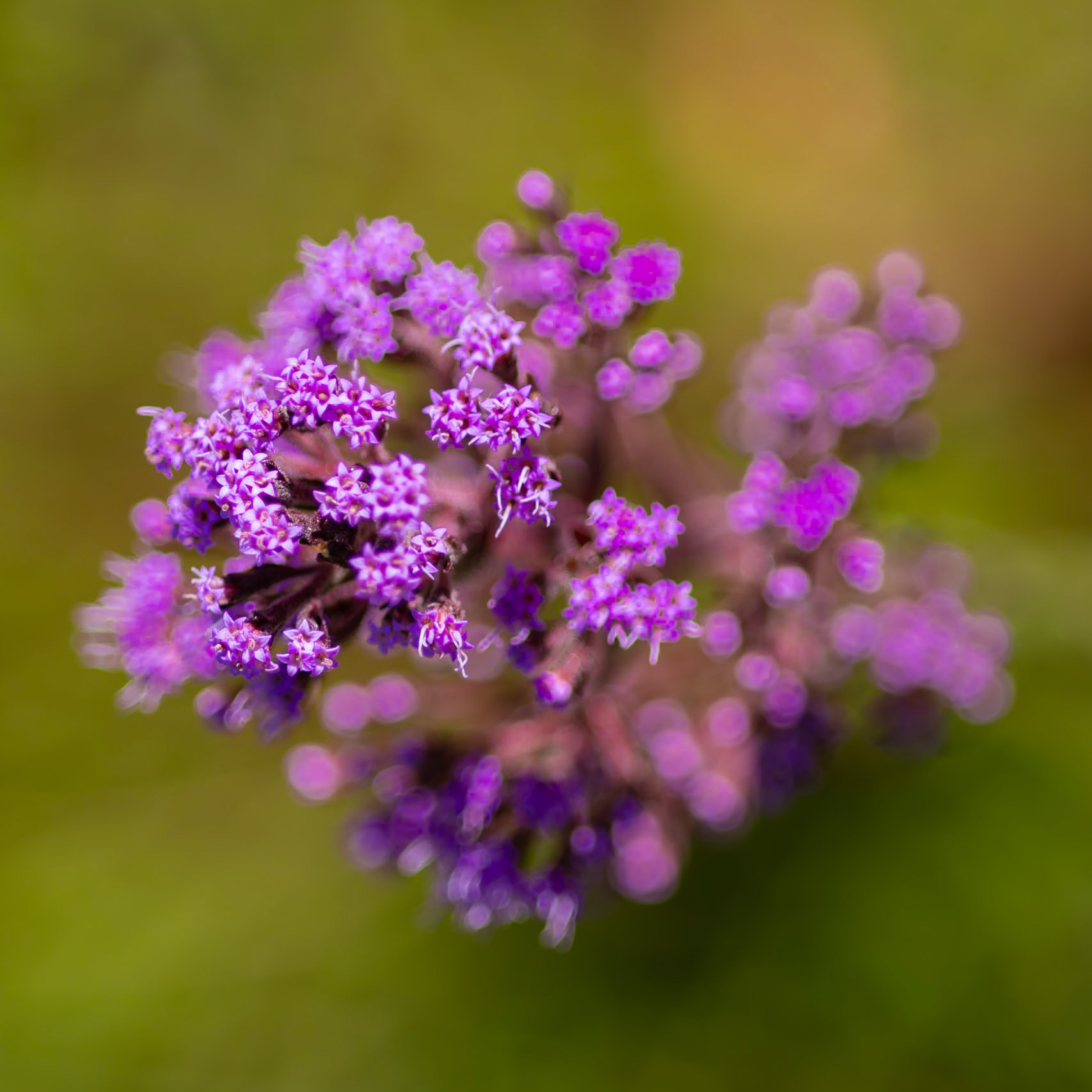 Carolina chaffhead 1, Piney Ridge Nature Preserve