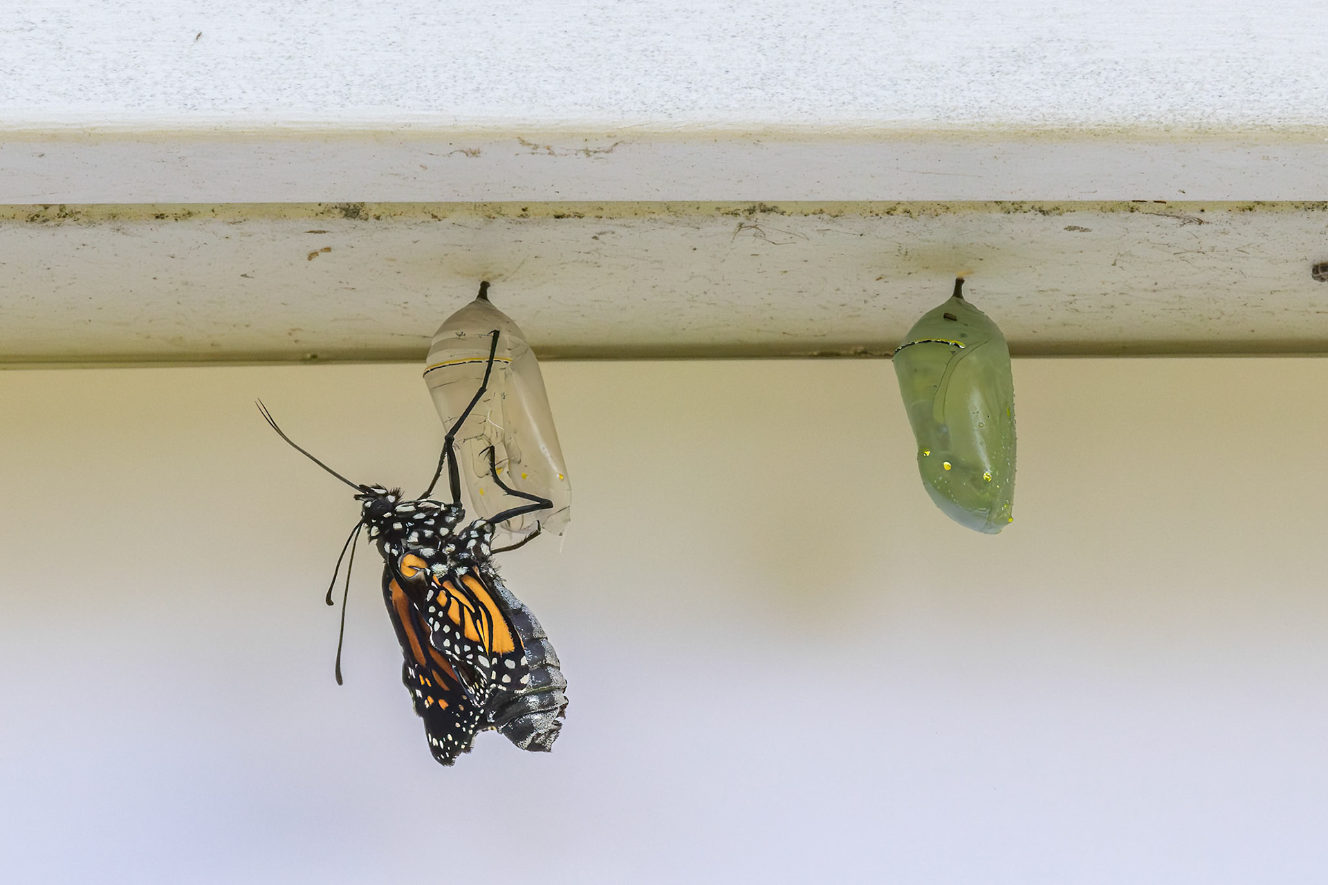 Monarch hatching 9, Private home in Calabash, NC