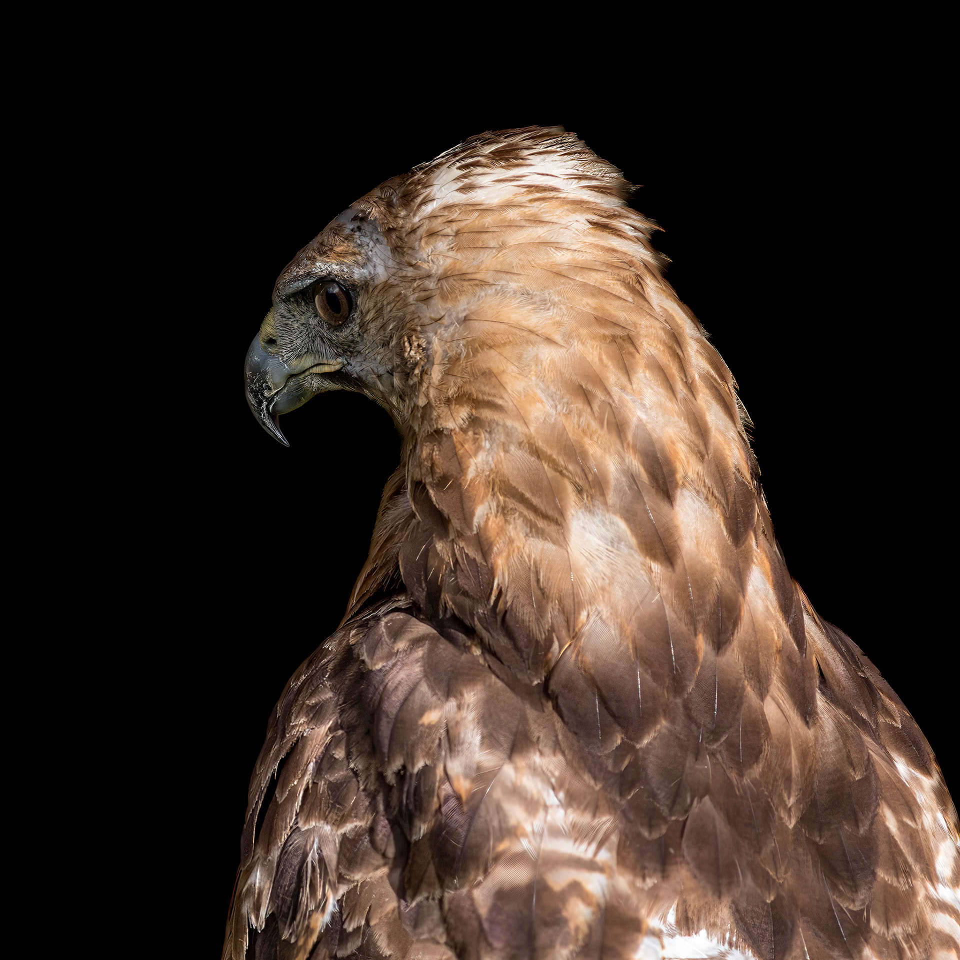 Red tailed hawk 4, Sea Biscuit Wildlife Shelter