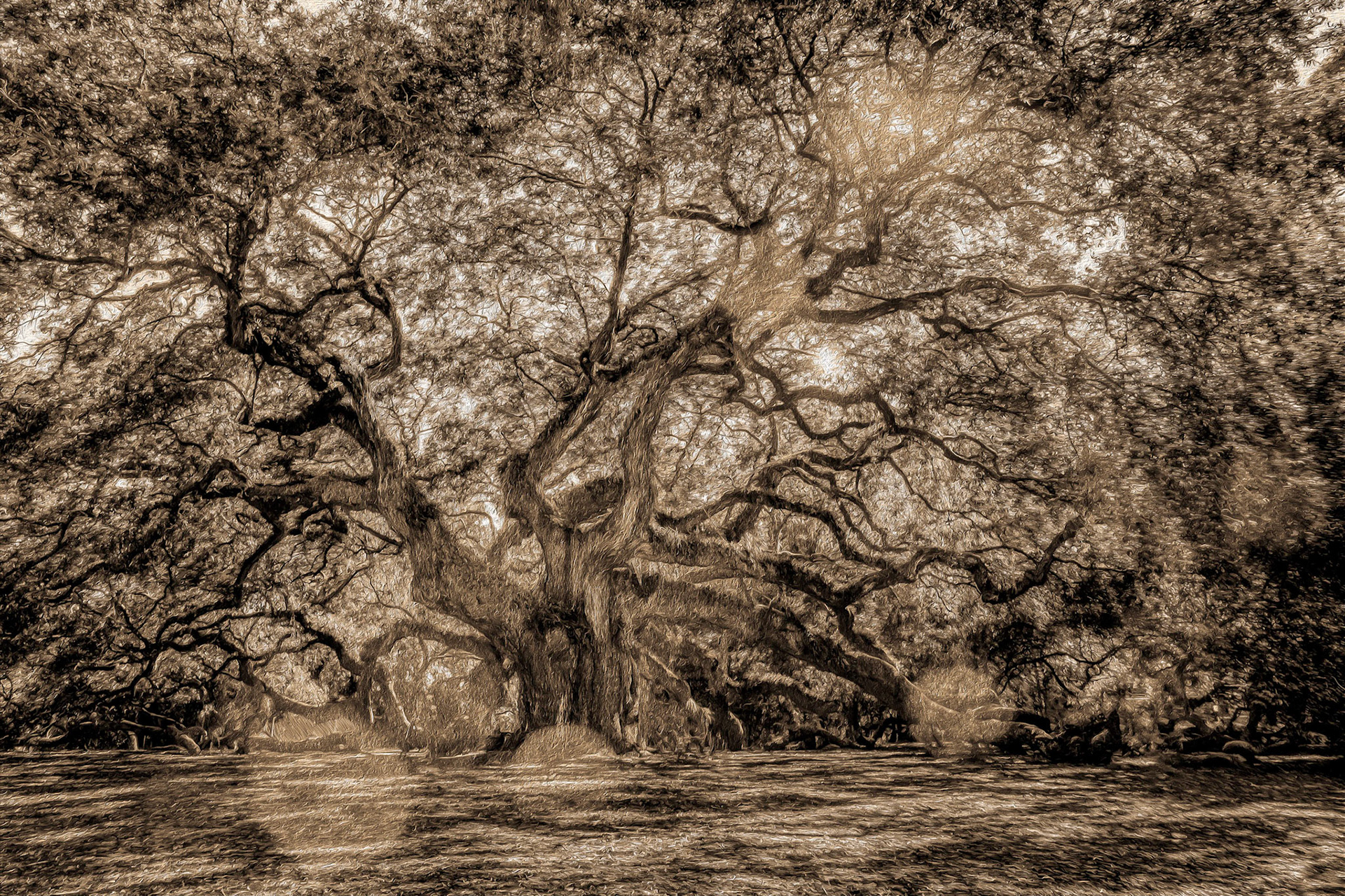 Angel Oak 1s oil paint, Charleston, SC