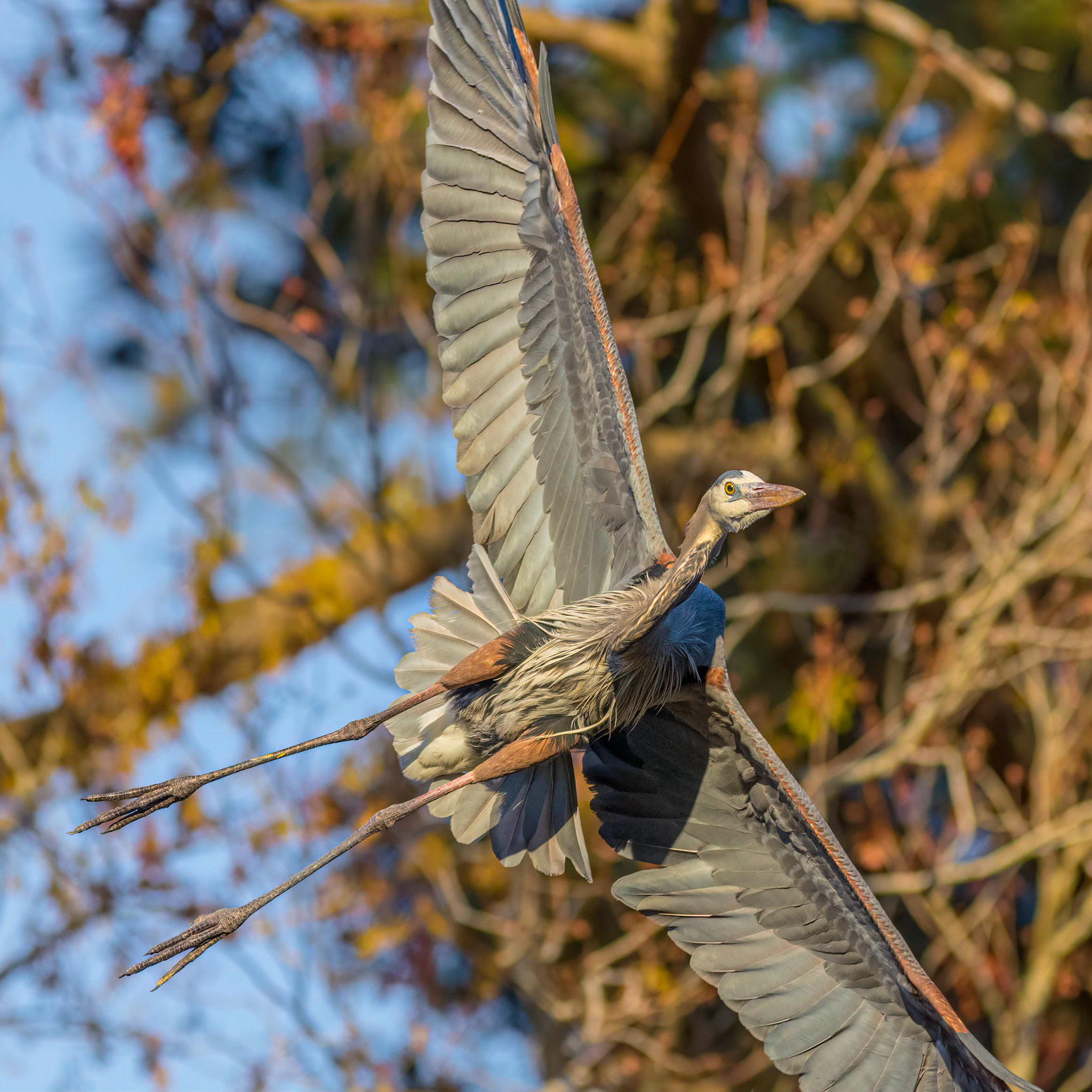 Rookery 33, Sea Trail