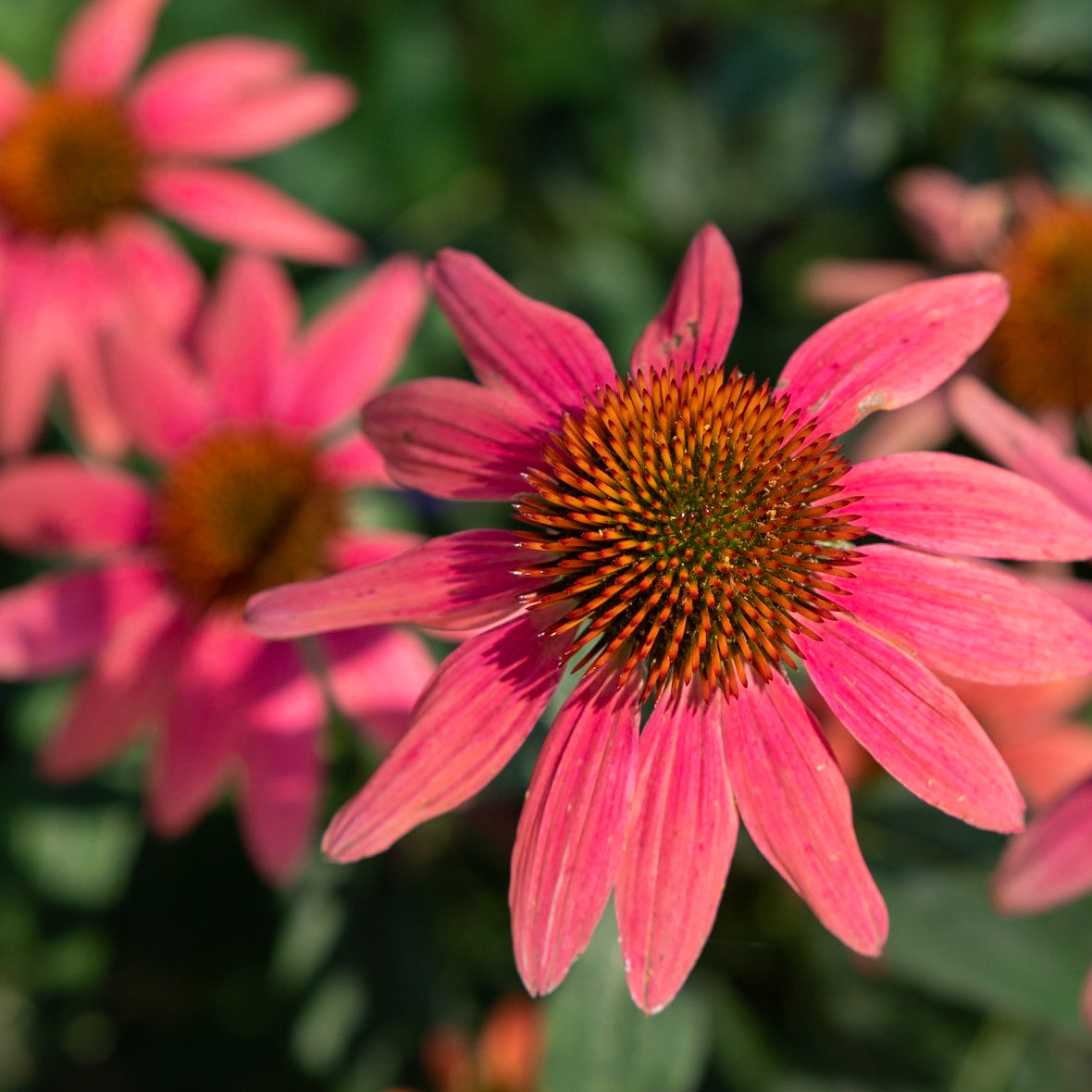 Fearrington Village, NC 11