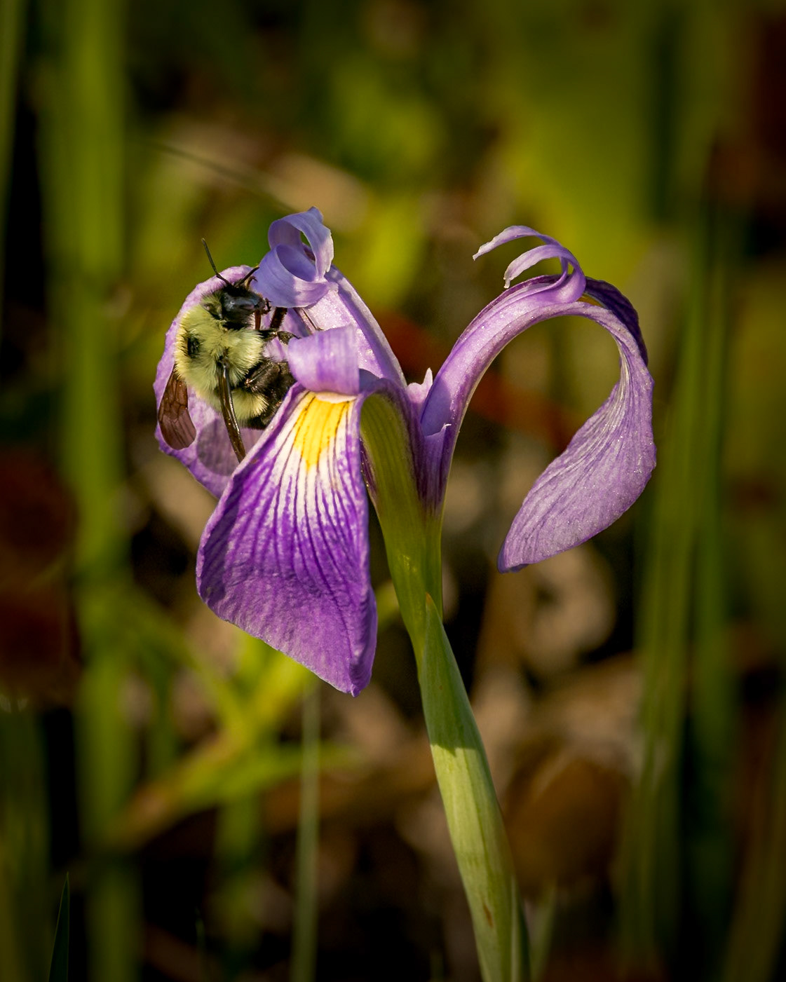 Dwarf Iris 5, Green Swamp Preserve