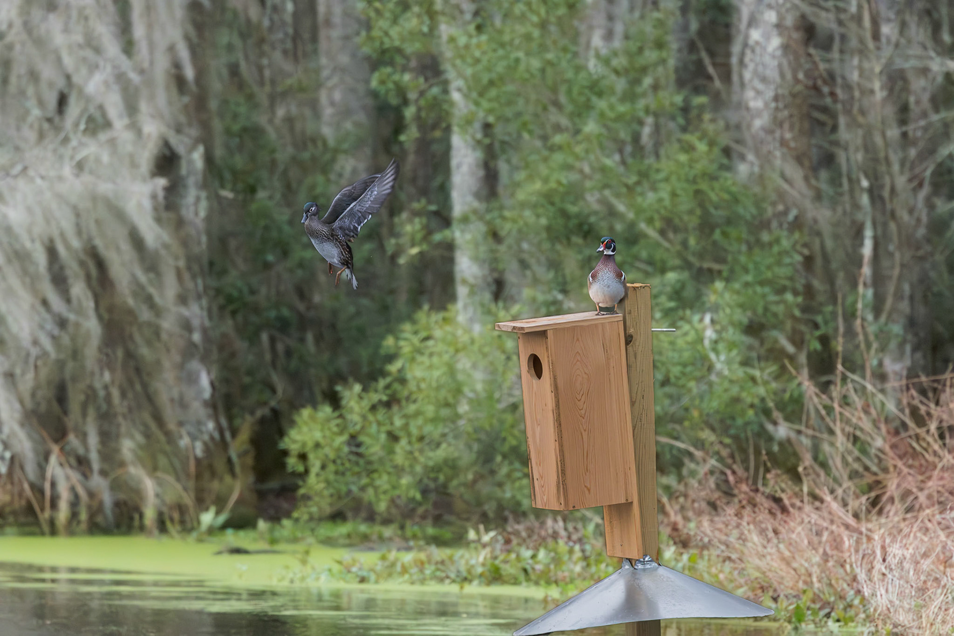 Wood duck 1, Magnolia Plantation Audubon Swamp Garden