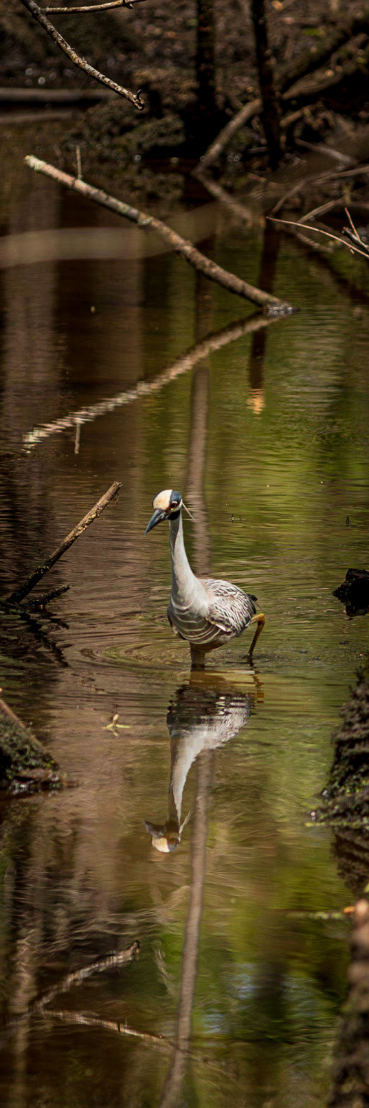 Yellow crowned night heron, Beidler Audubon Forest