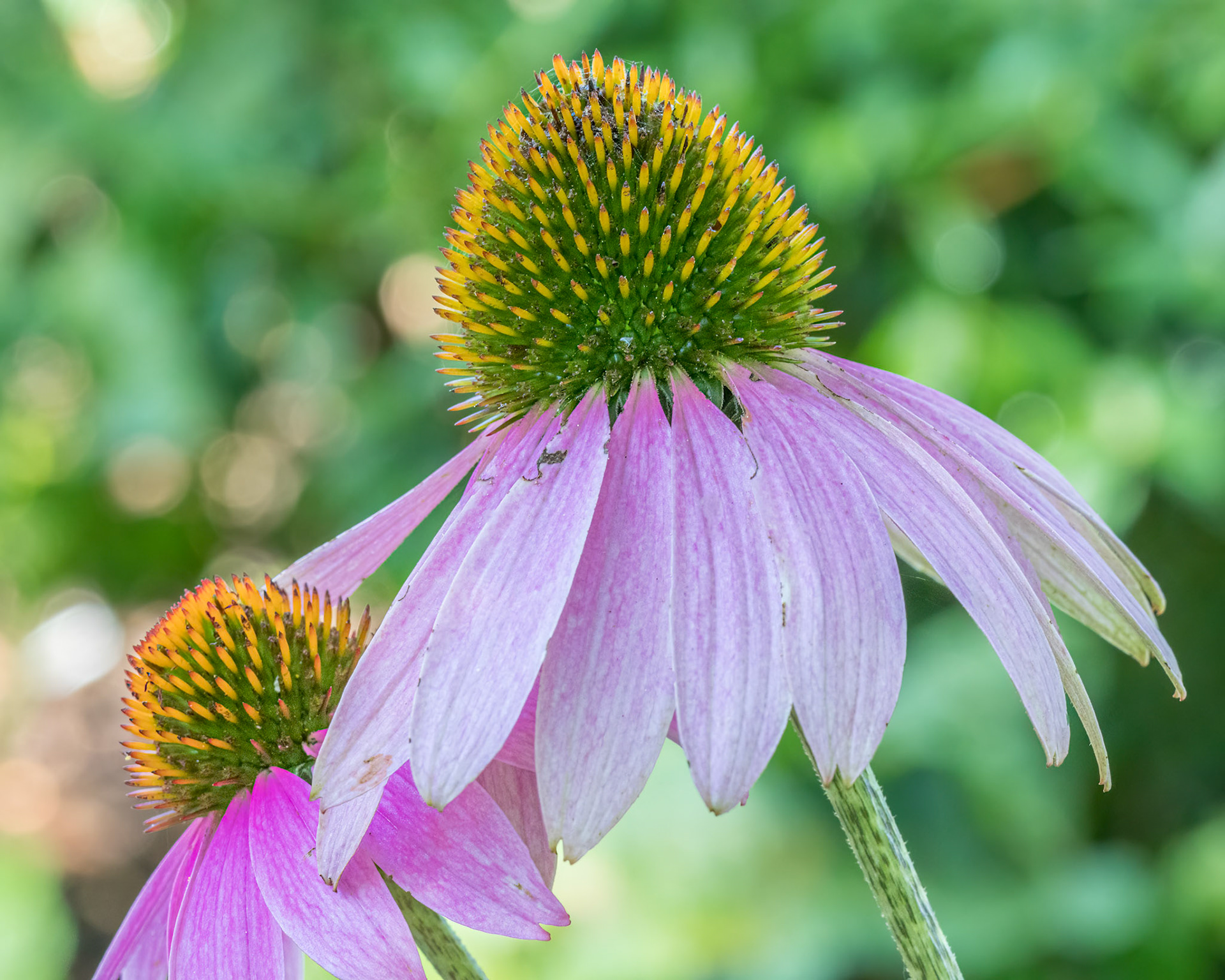 Coneflower 5, Brunswick County Botanical garden