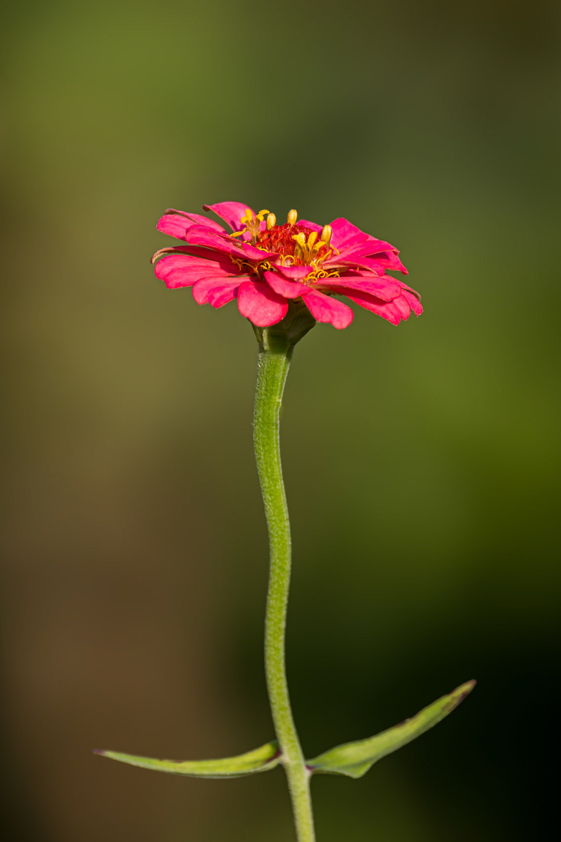 Zinnia 11, Private home in Calabash, NC