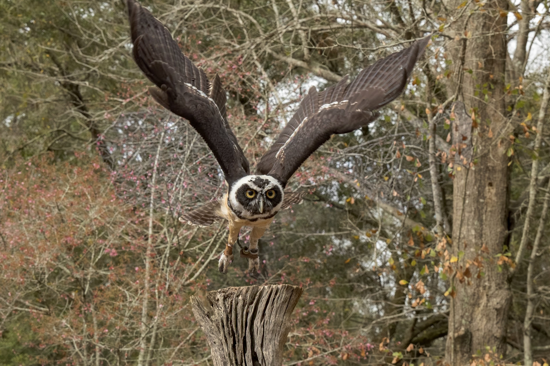Spectacled owl immature 5, Center for Birds of Prey, Awendaw, SC