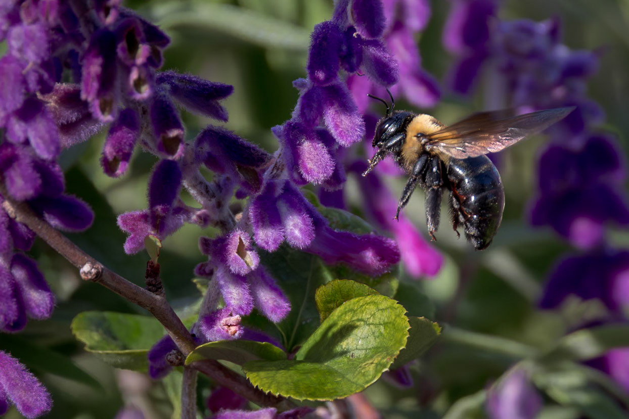 Bee 28 on Mexican bush sage, New Hanover County Arboretum