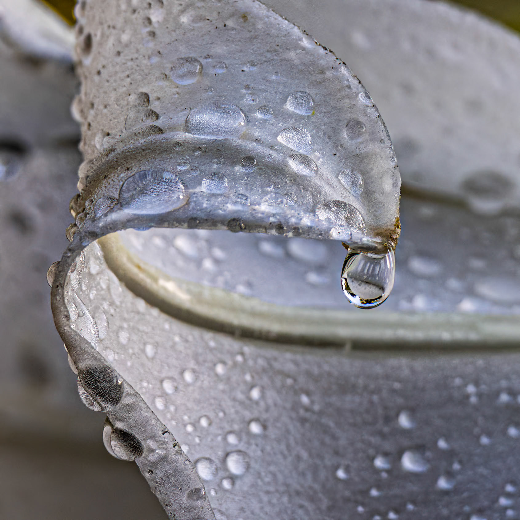 Lily 11, Brunswick County Botanical Gardens