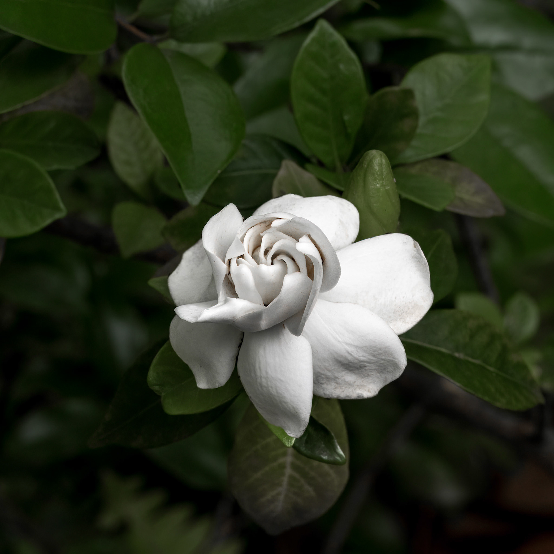 Gardenia 1, Brunswick County Botanical Gardens