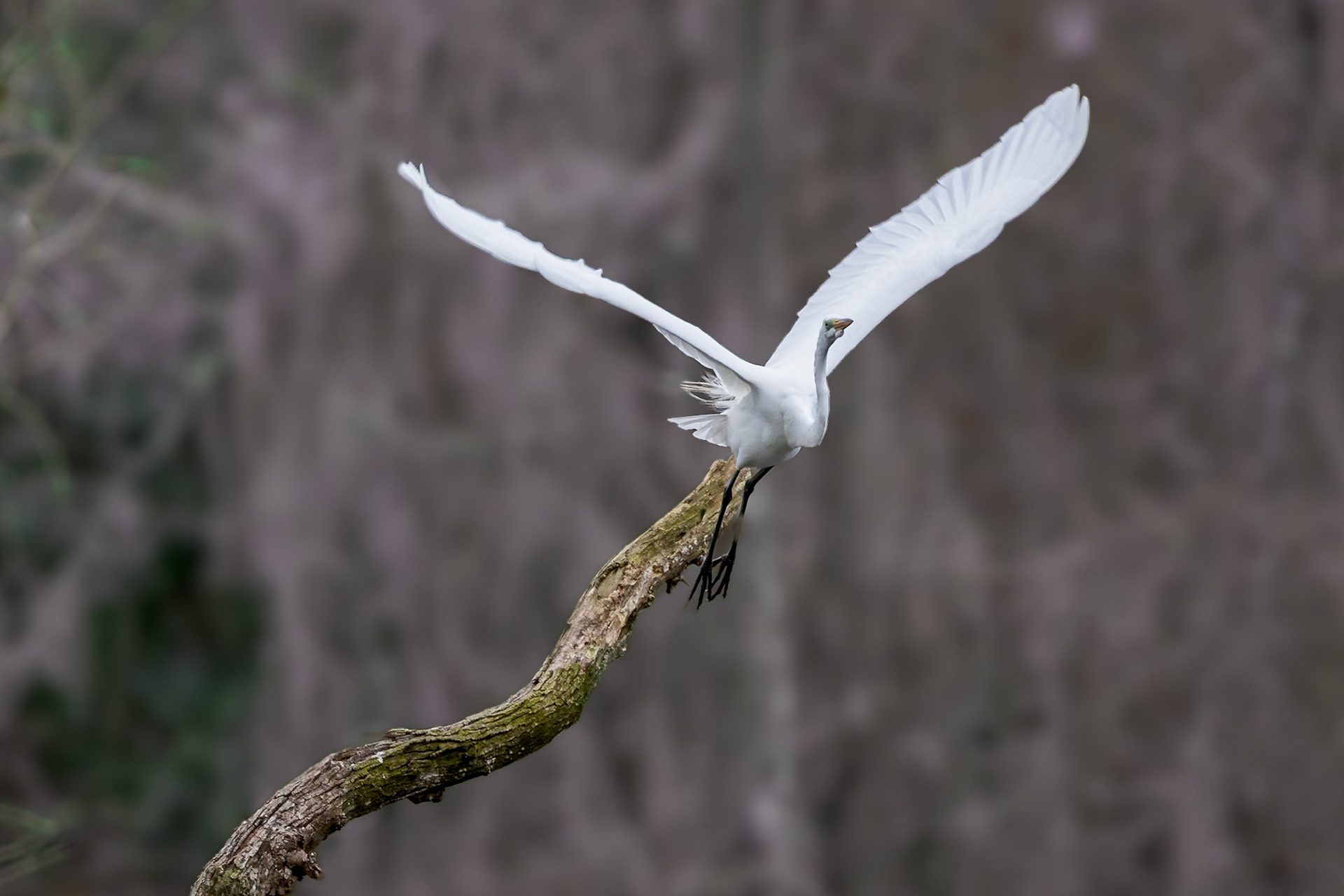 Great egret 70, Magnolia Plantation, Charleston, SC