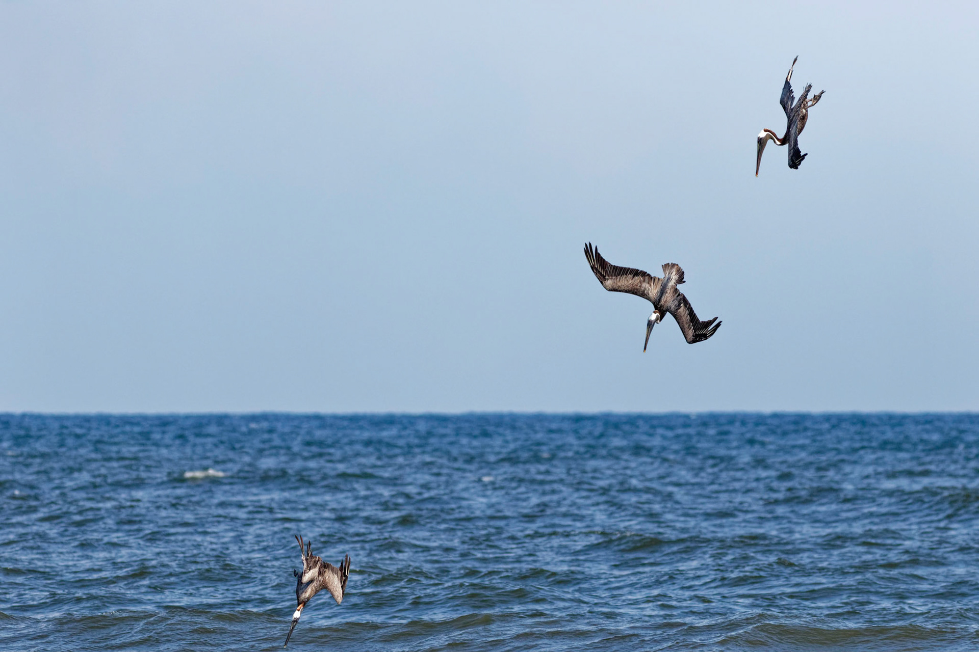 Pelicans Diving 2, OIB