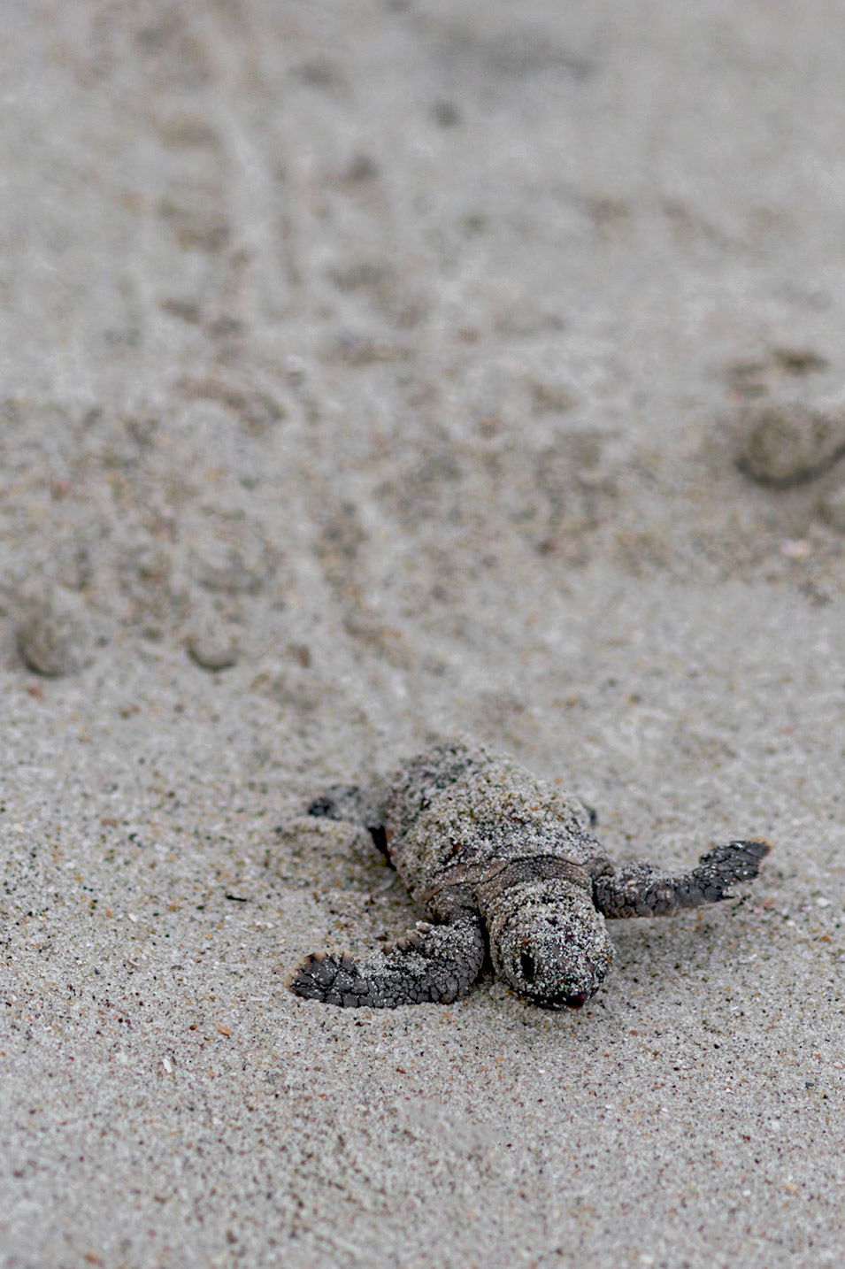 Loggerhead 1, OIB east end