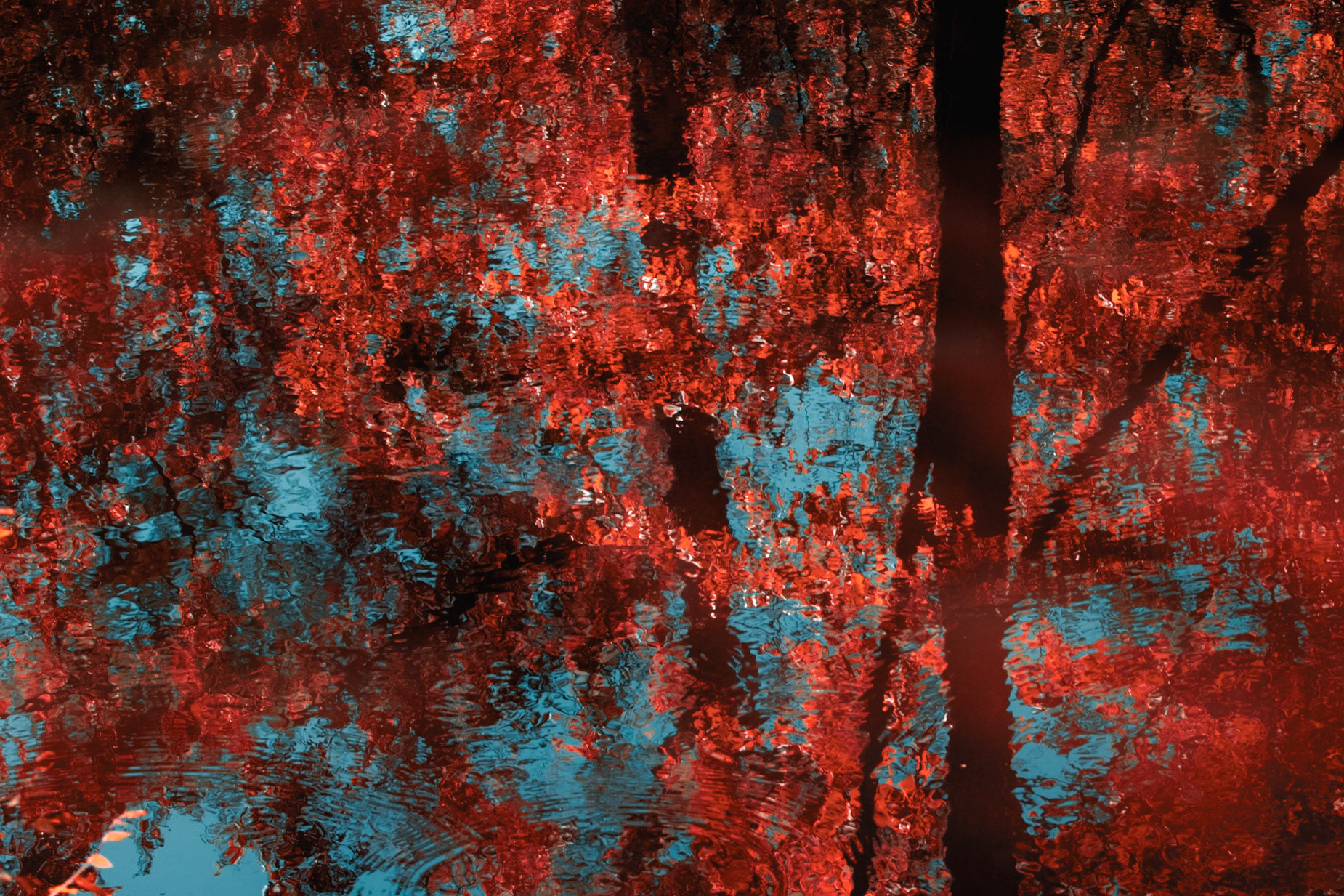 Leaves reflecting 4, EV Henwood Preserve