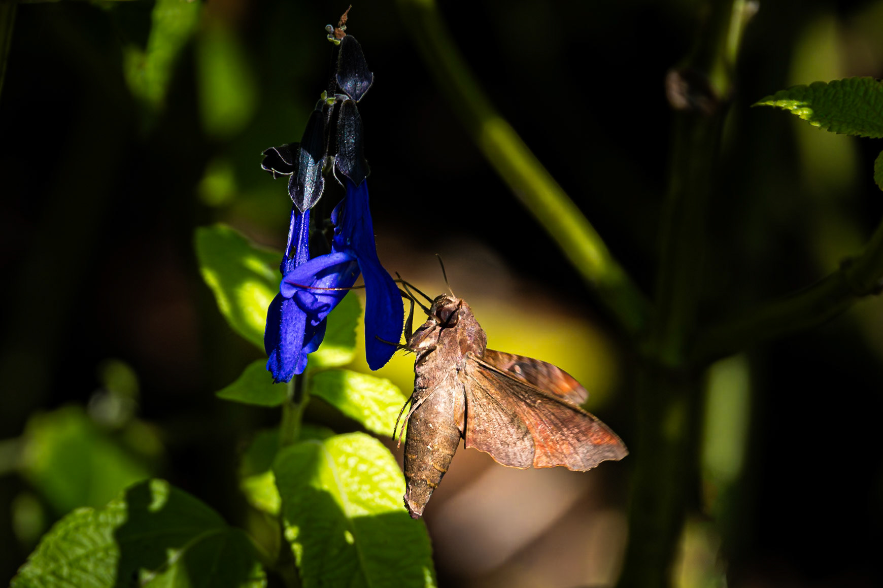 Sphinx moth 2, Private home in Calabash, NC