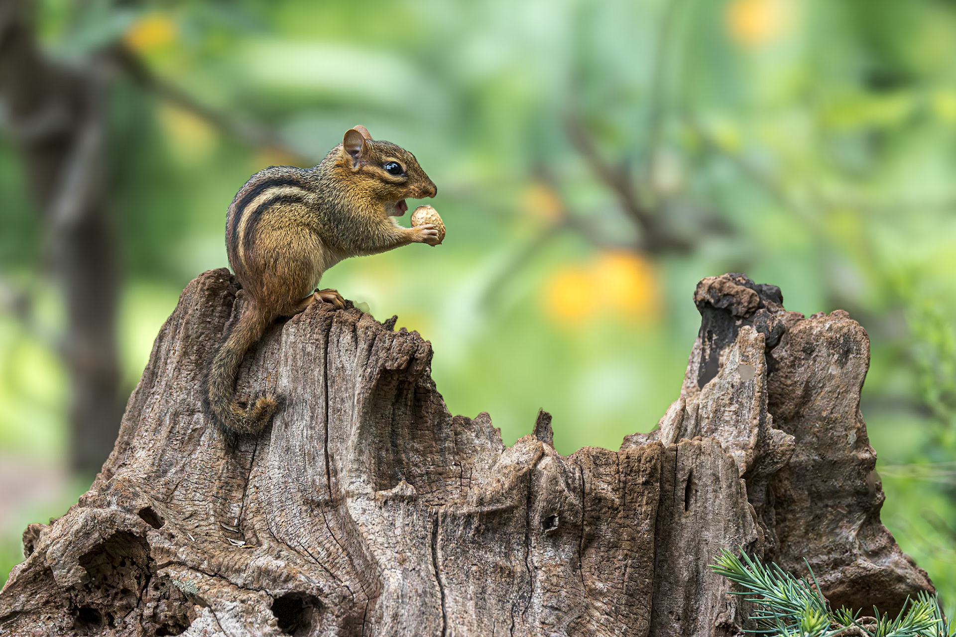 Chipmunk 4, The Nut House, Clemson, SC