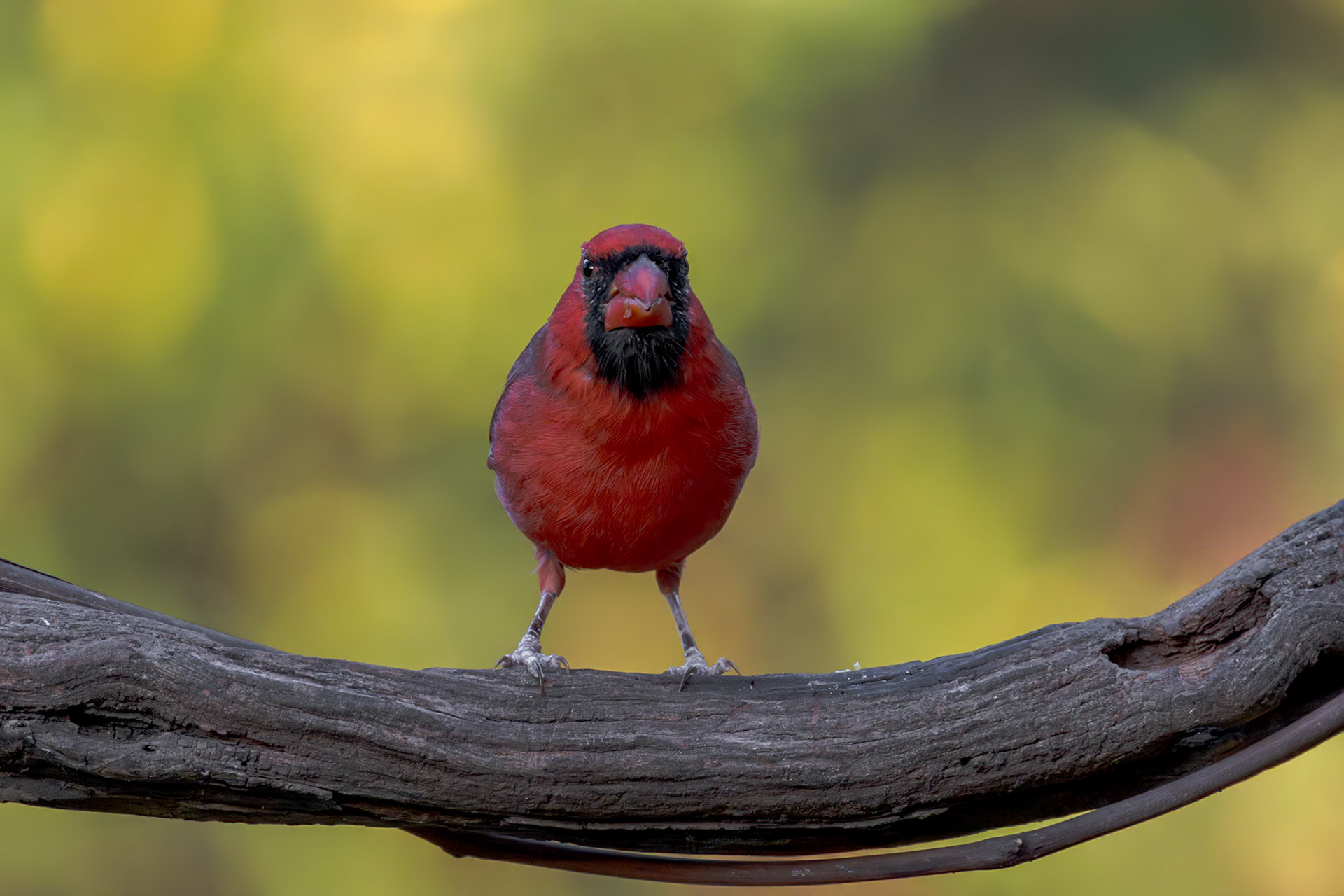 Male cardinal 5, The Nut House, Clemson, SC